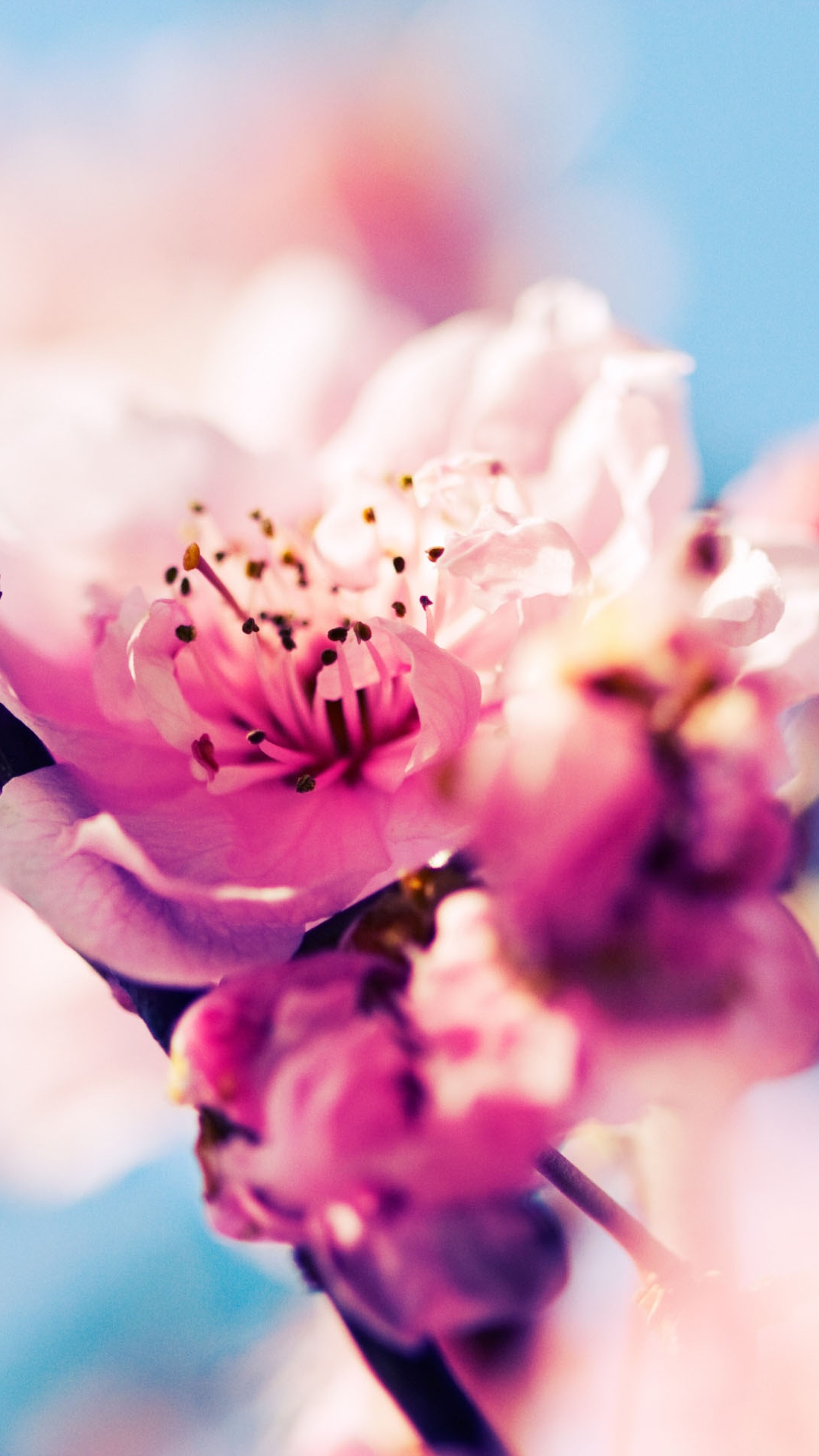 桜のiphoneの壁紙,ピンク,花弁,花,花,春