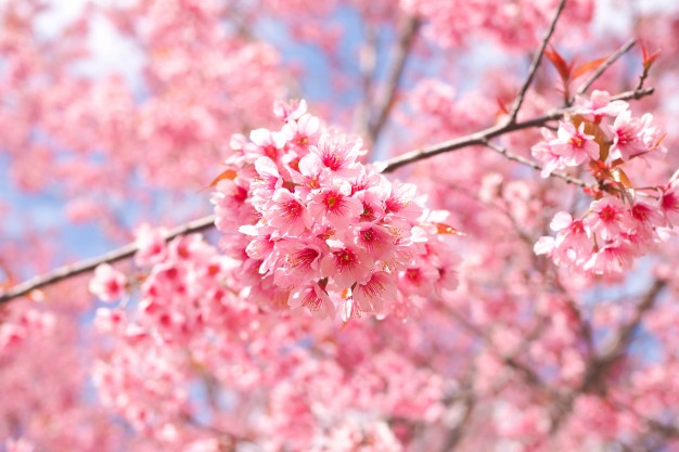 rosa sakura tapete,blume,blühen,pflanze,frühling,kirschblüte
