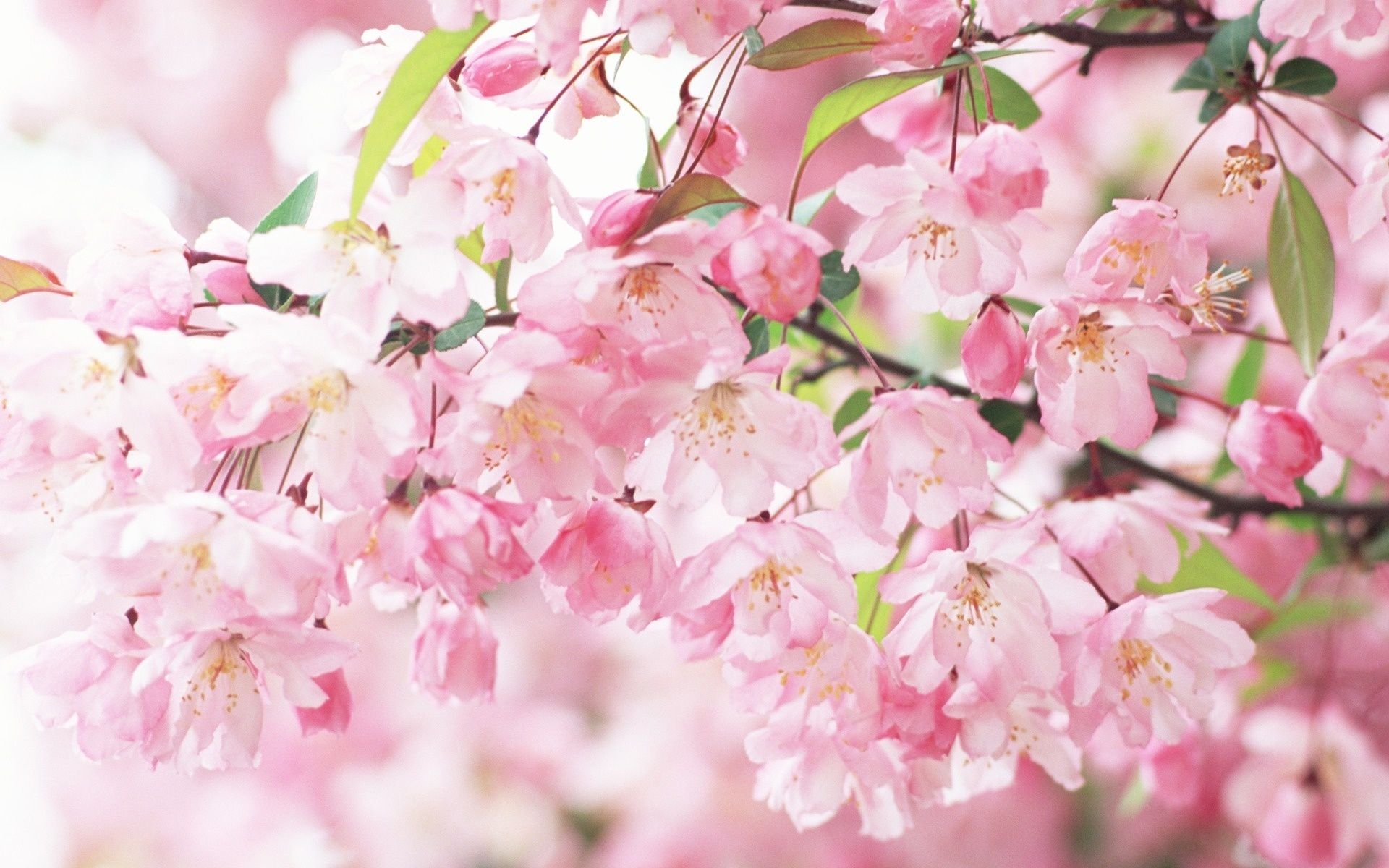 ピンクの桜の壁紙,花,花,工場,ピンク,桜の花