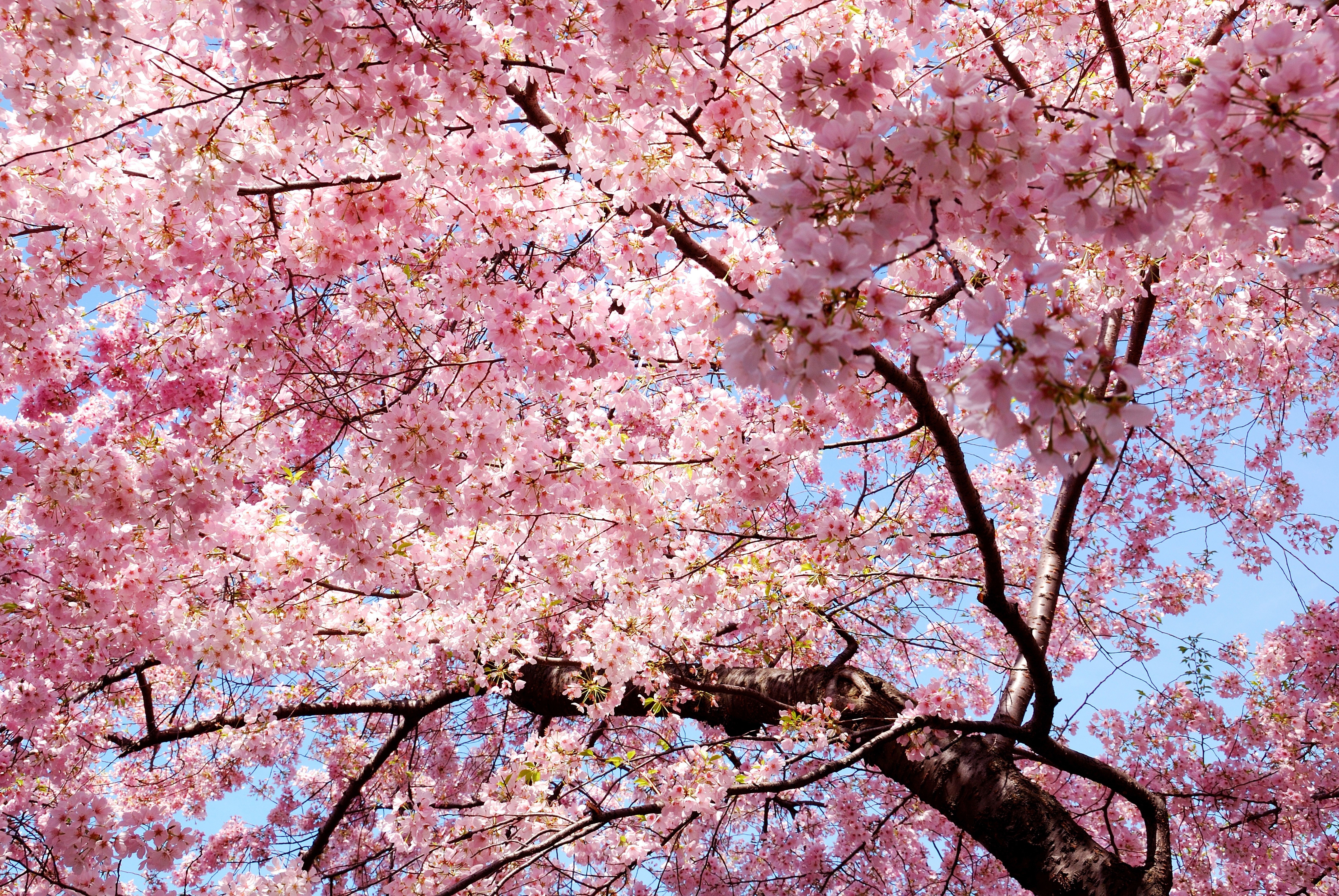 핑크 사쿠라 벽지,꽃,나무,꽃,식물,봄