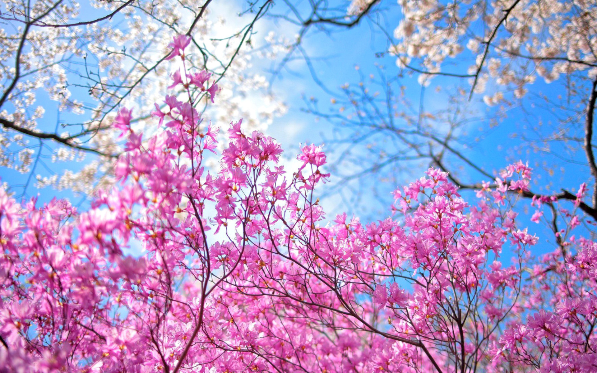 fond d'écran sakura hd,fleur,arbre,plante,fleur,printemps