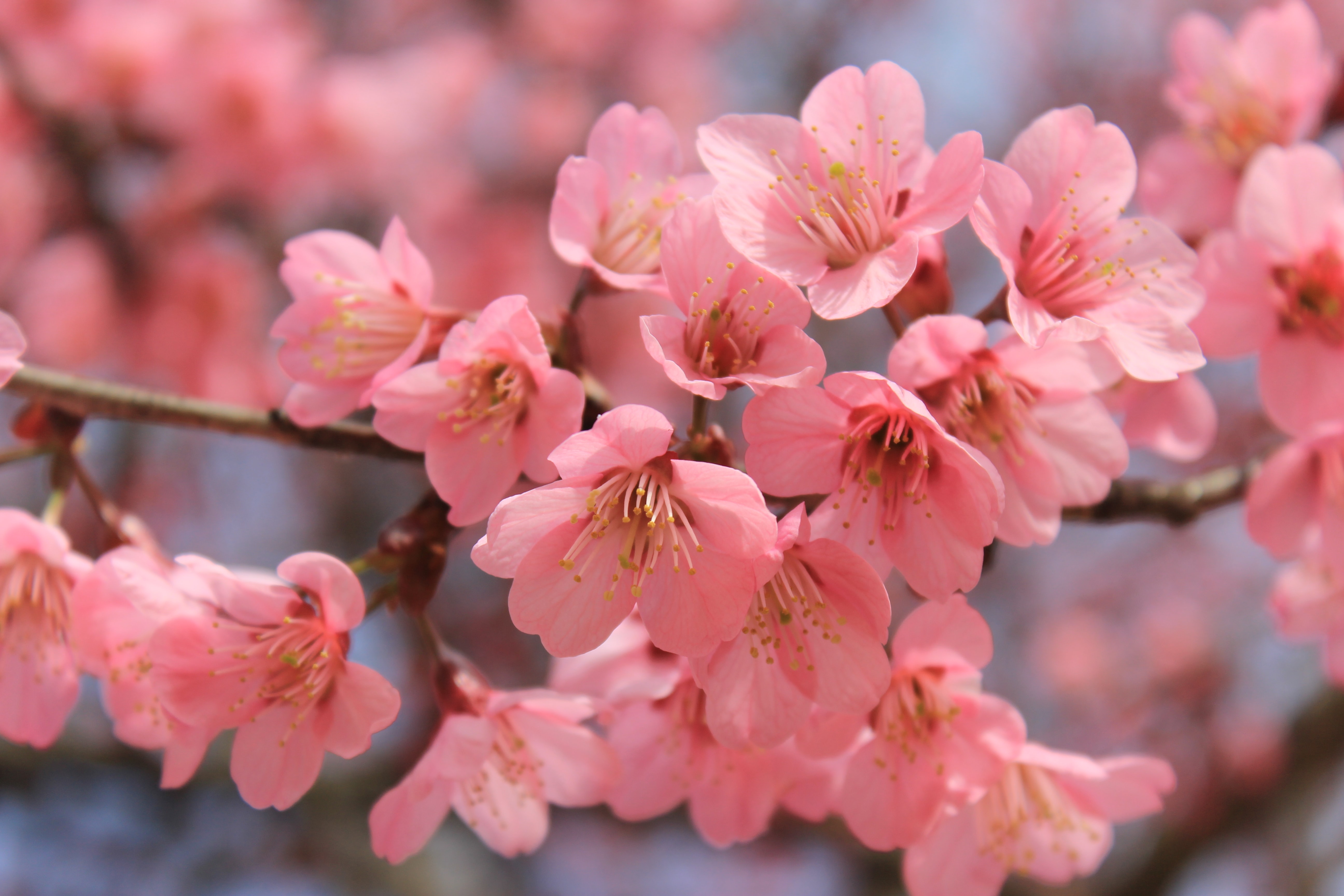 pink sakura wallpaper,flower,plant,blossom,pink,cherry blossom