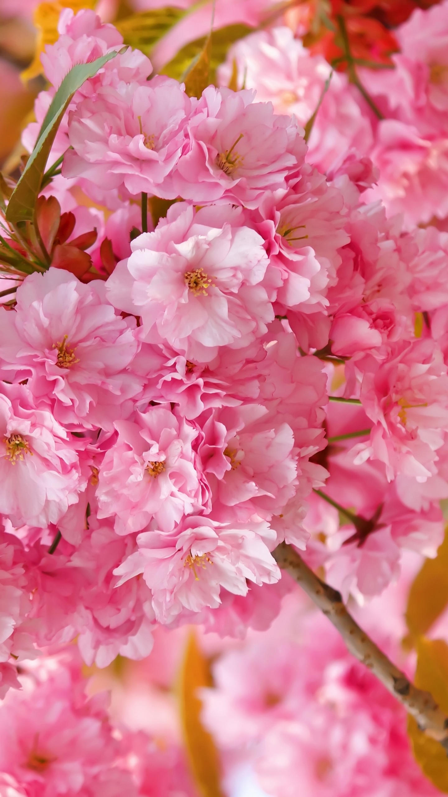 ピンクの桜の壁紙,花,花弁,工場,ピンク,桜の花