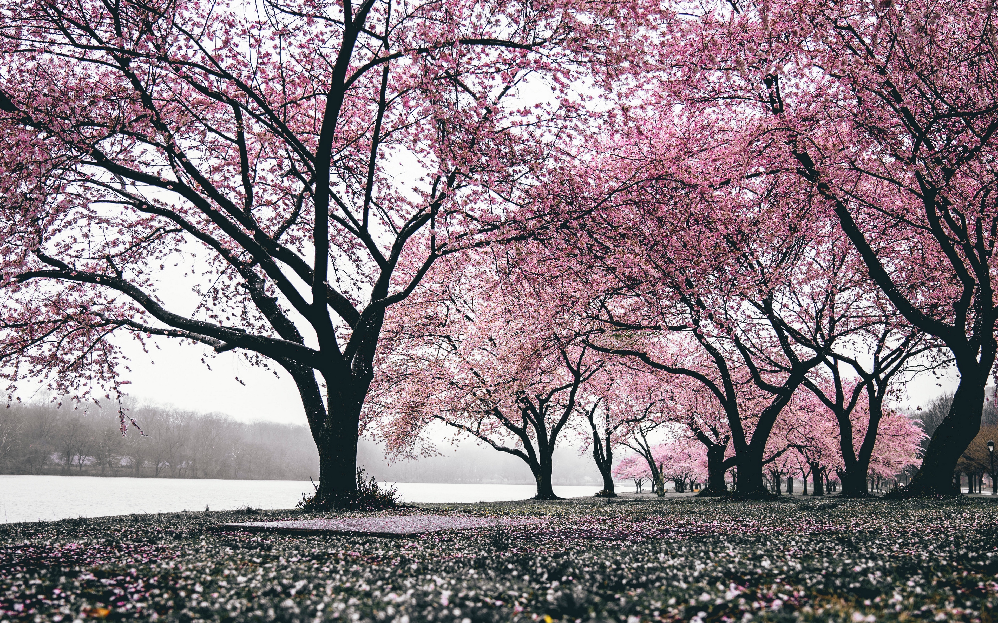 壁紙桜hd,木,自然,春,花,工場
