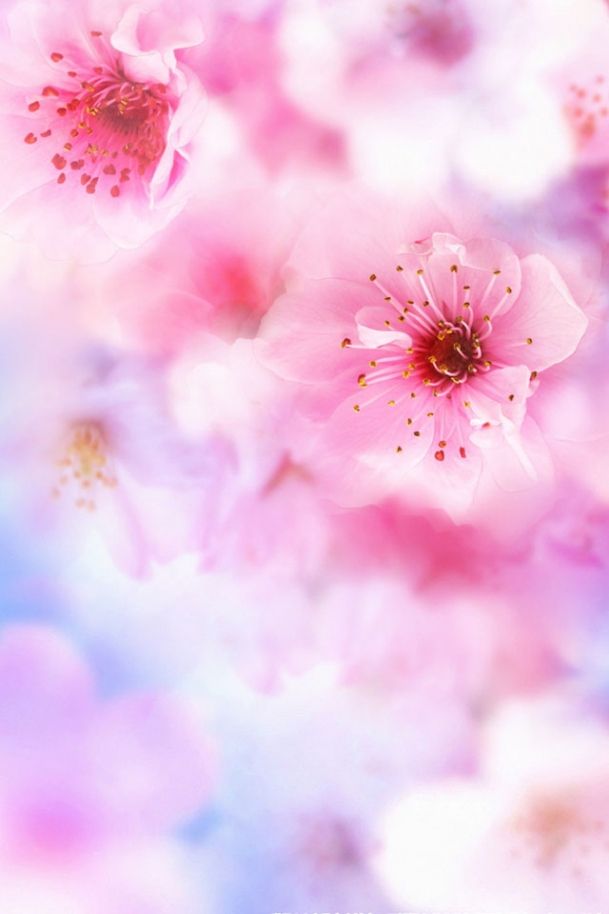 ピンクの桜の壁紙,花,ピンク,花弁,花,桜の花