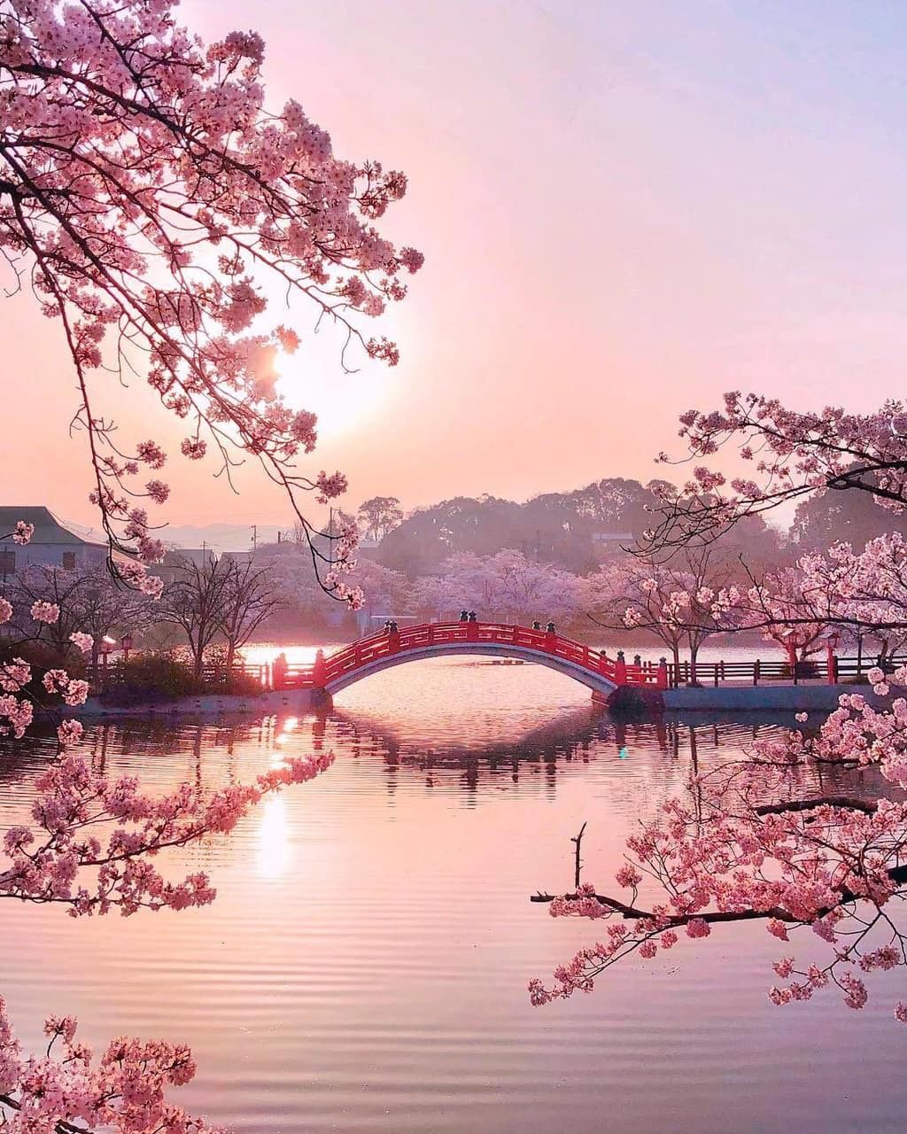 pink sakura wallpaper,nature,flower,cherry blossom,pink,blossom