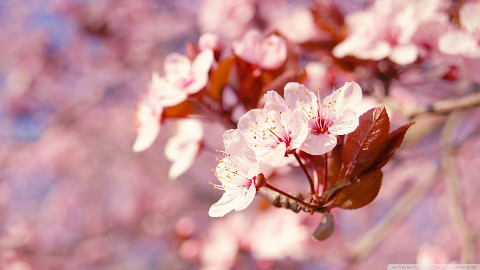 pink sakura wallpaper,flower,blossom,spring,petal,cherry blossom