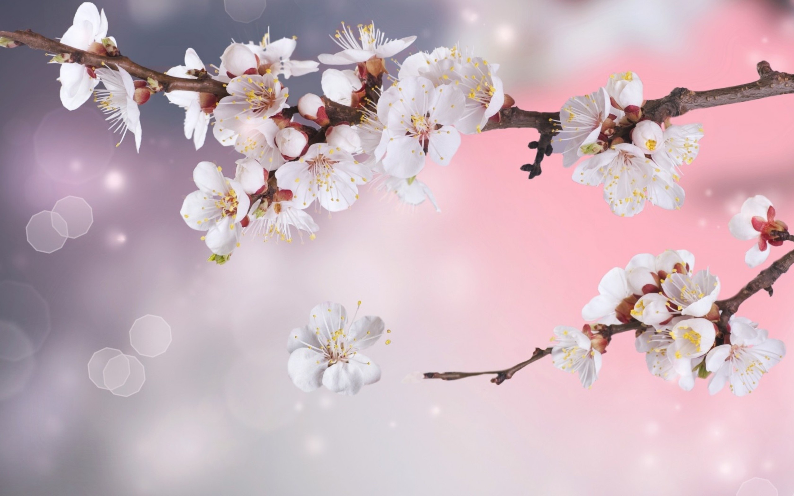桜の花の壁紙,花,花,自然,春,桜の花