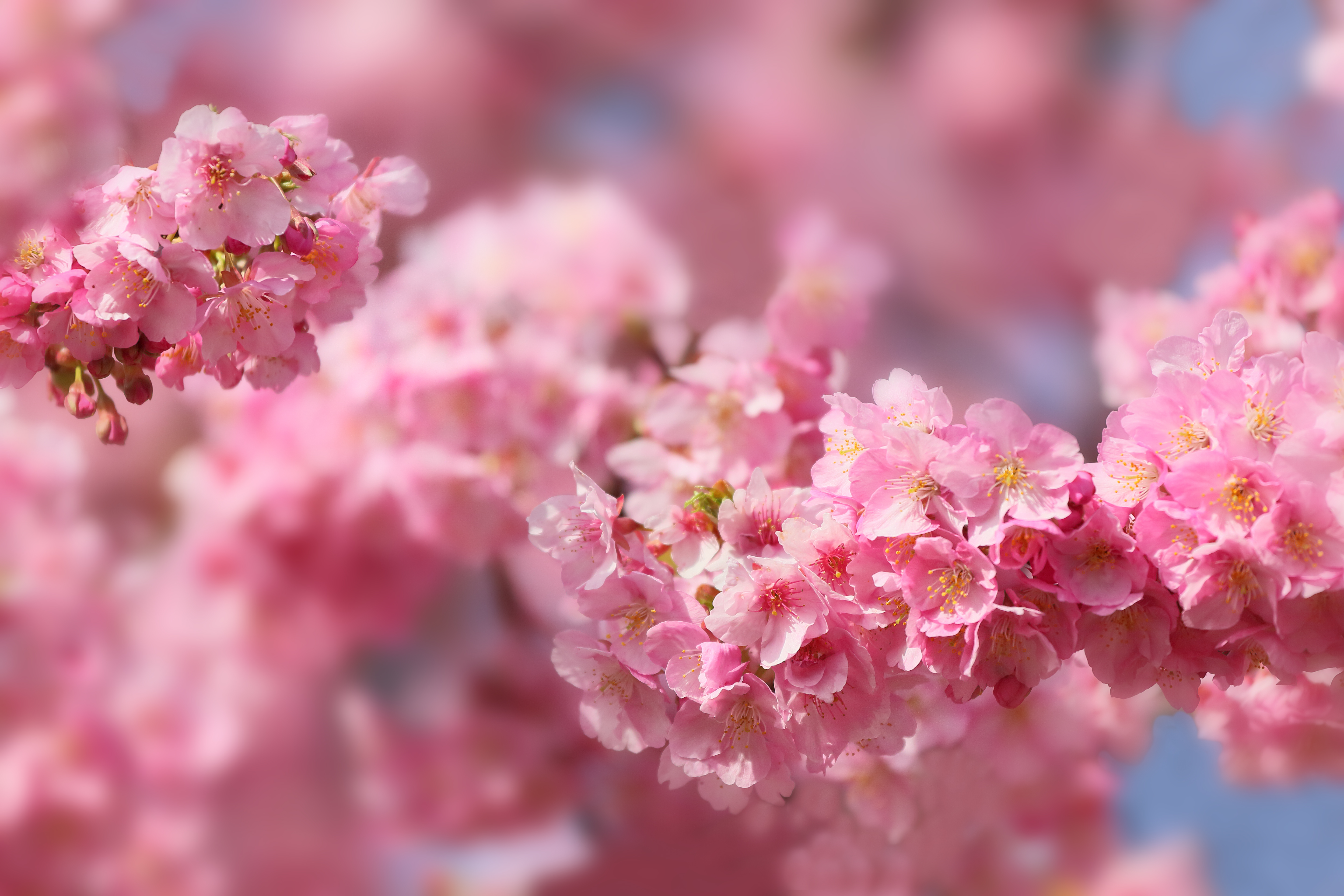 桜の花の壁紙,花,工場,ピンク,花,春
