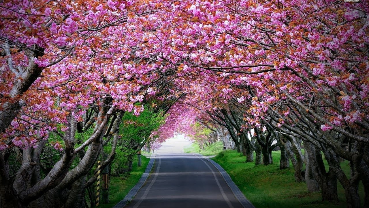 cherry blossom tree wallpaper,flower,tree,plant,nature,blossom