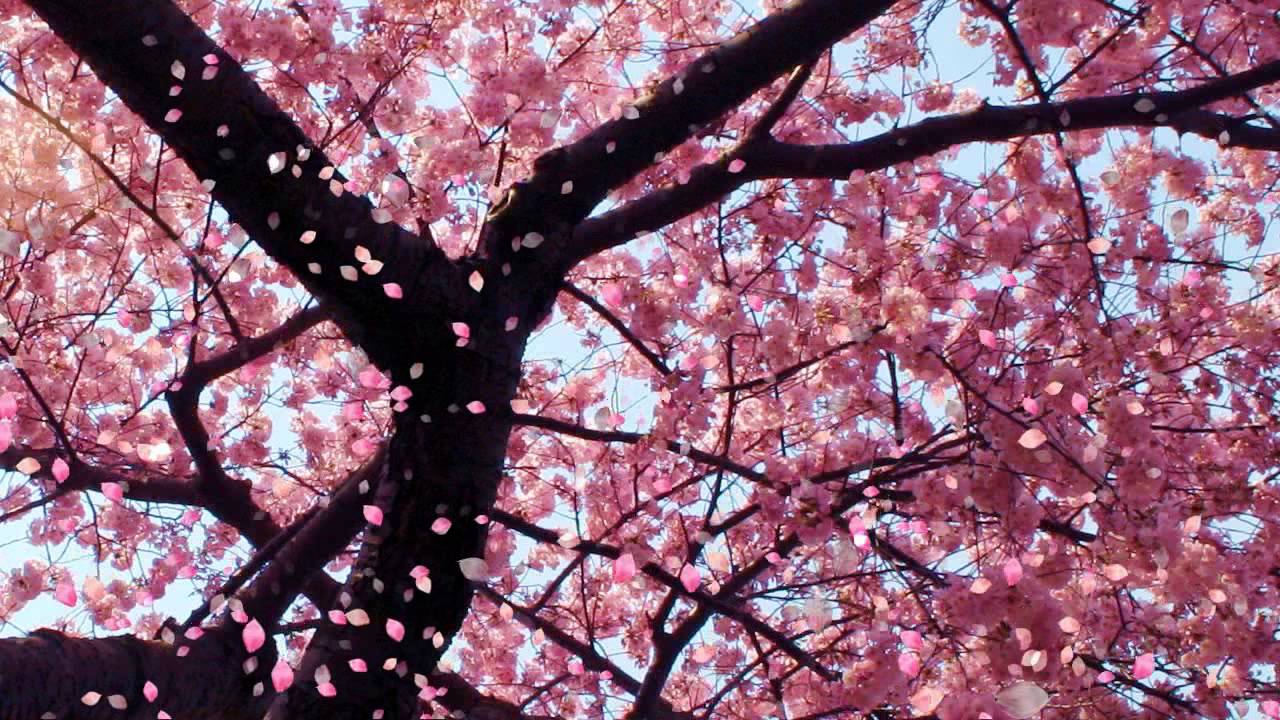 cherry blossom tree wallpaper,blossom,flower,tree,spring,branch