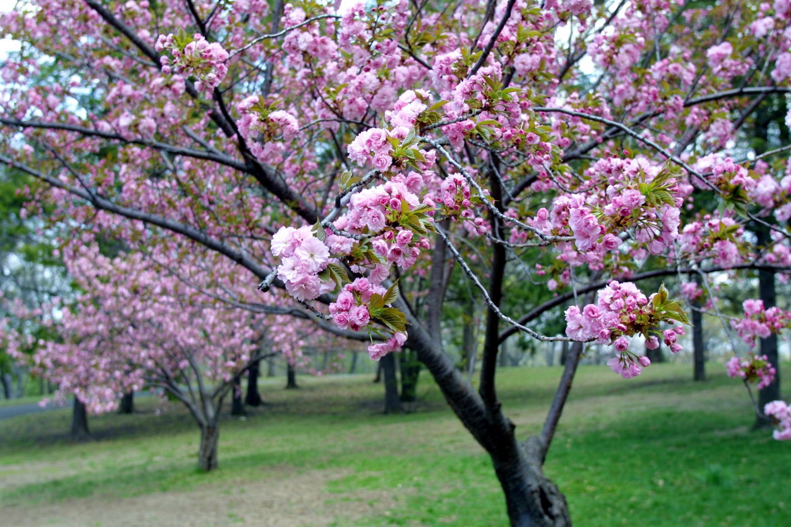 桜の木の壁紙,花,木,花,工場,春