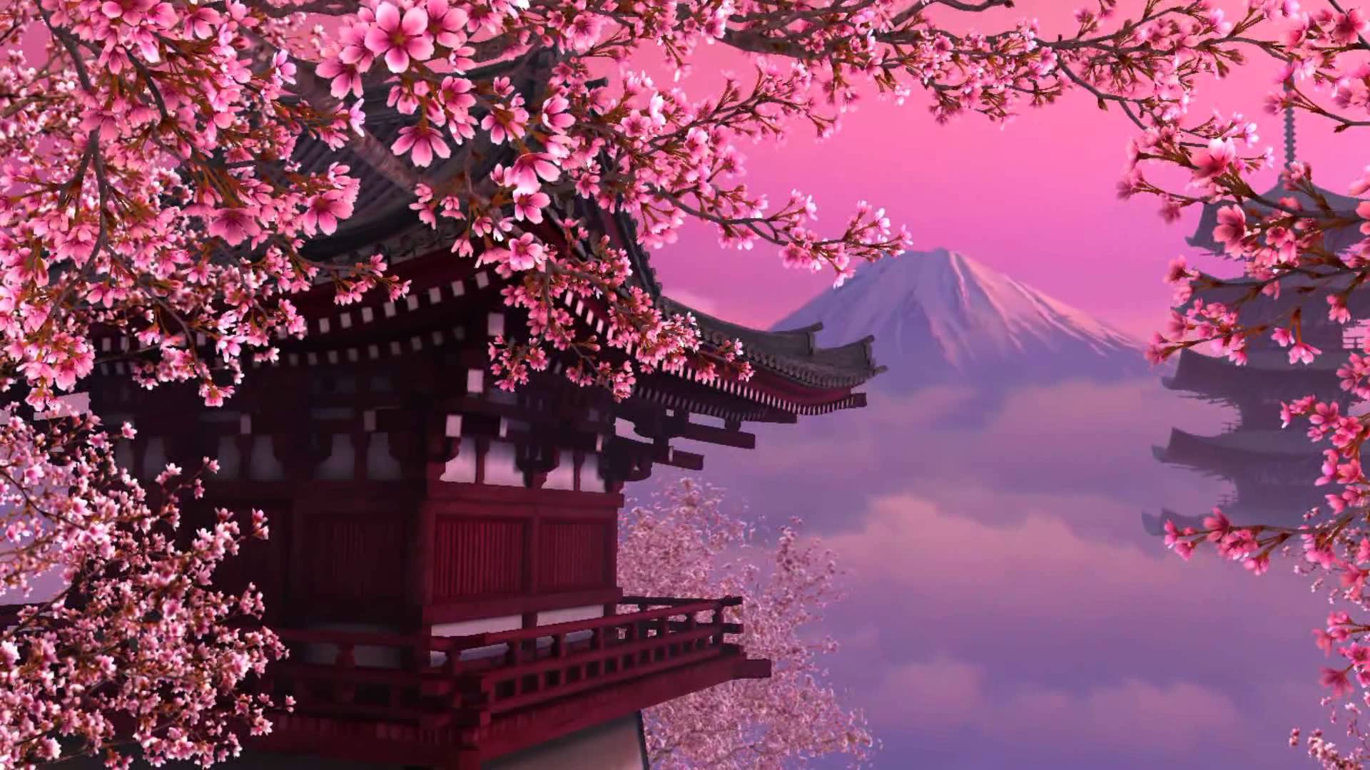 cherry blossom tree wallpaper,nature,flower,blossom,pink,spring