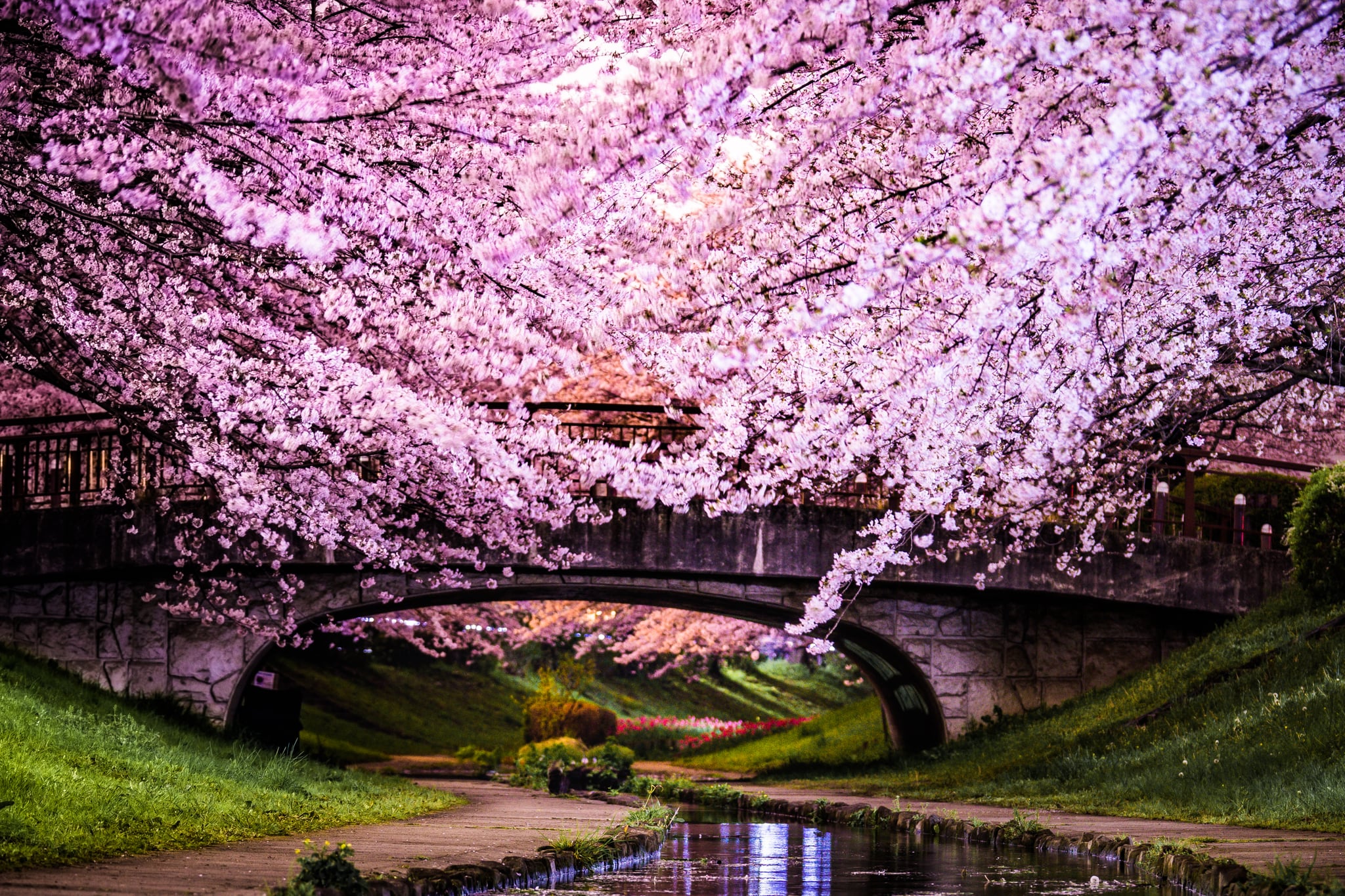 cherry blossom tree wallpaper,nature,purple,flower,cherry blossom,natural landscape