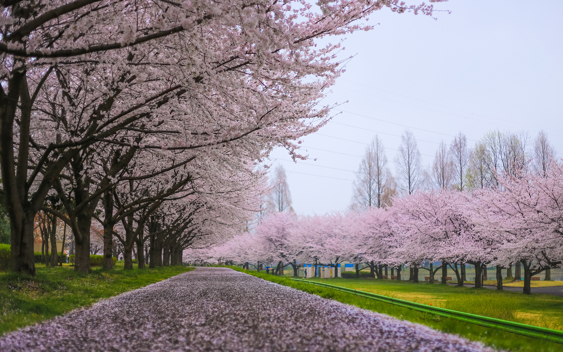 桜の木の壁紙,自然,花,木,花,春