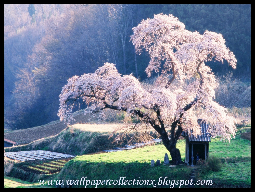 cherry blossom tree wallpaper,nature,natural landscape,tree,cherry blossom,spring