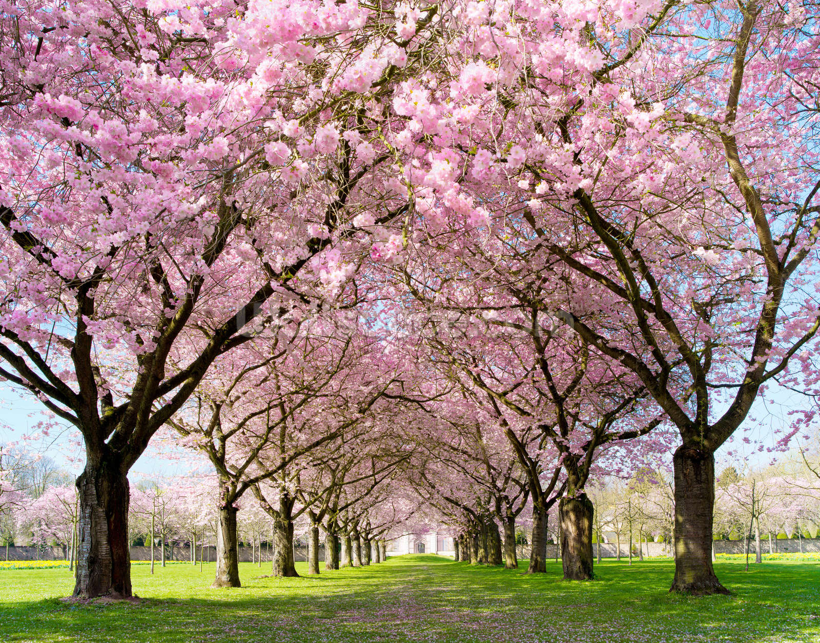 papel tapiz de árbol de flor de cerezo,flor,árbol,florecer,planta,primavera