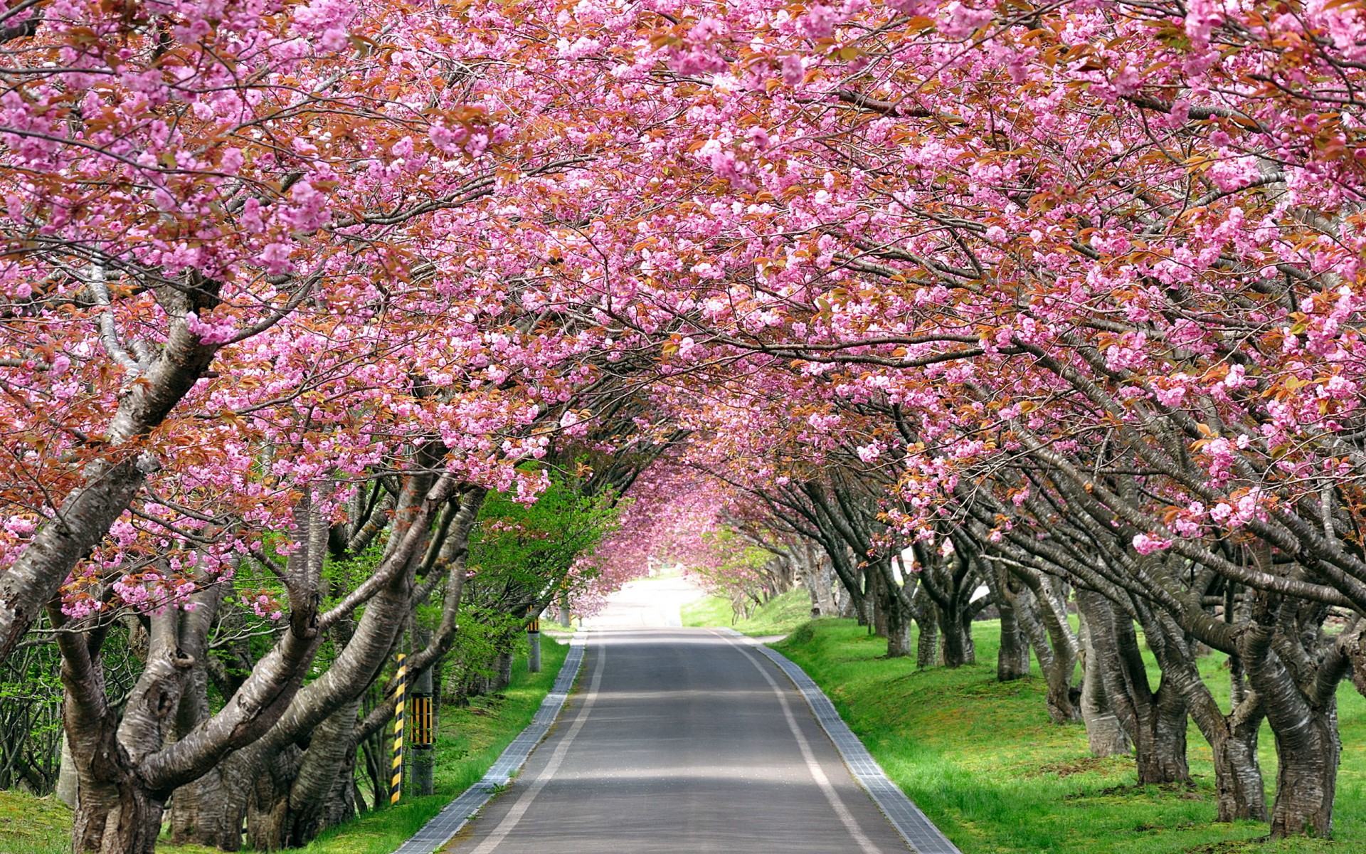 桜の木の壁紙,花,木,花,工場,春