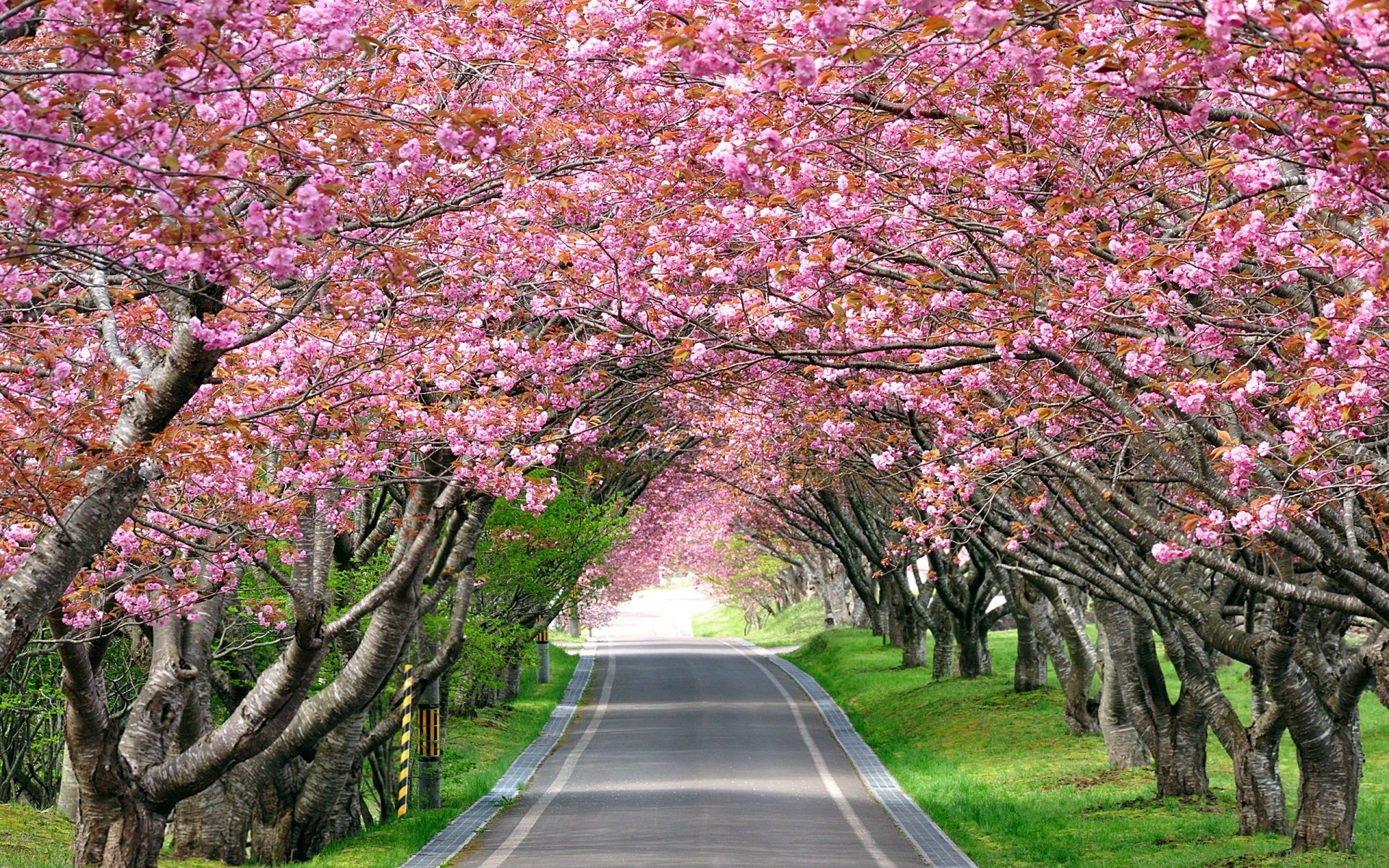 cherry blossom tree wallpaper,flower,tree,blossom,plant,spring