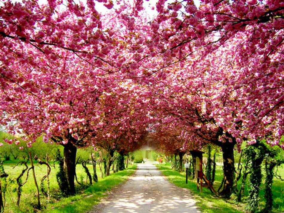cherry blossom tree wallpaper,flower,tree,plant,blossom,spring