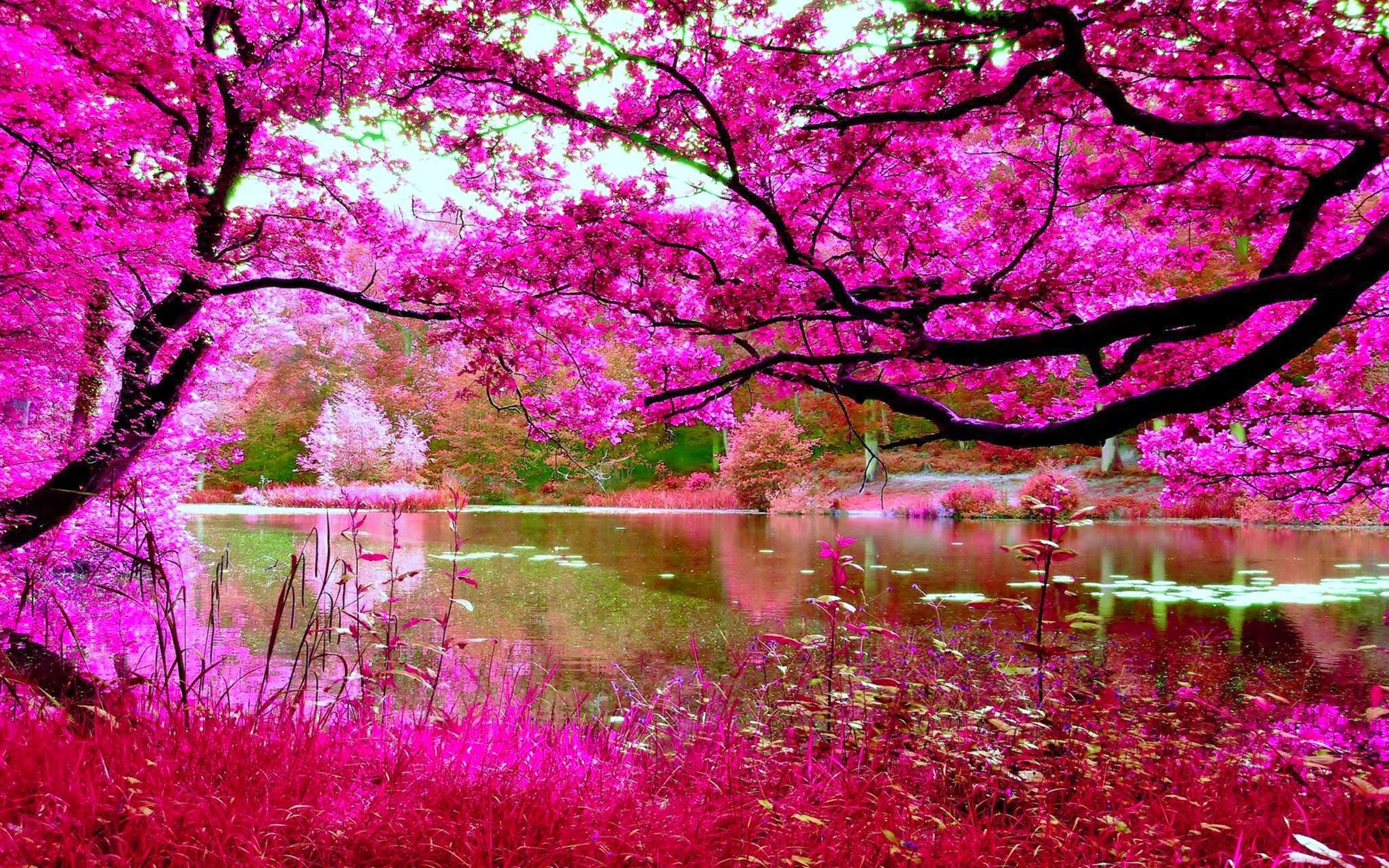 cherry blossom tree wallpaper,nature,pink,tree,spring,flower