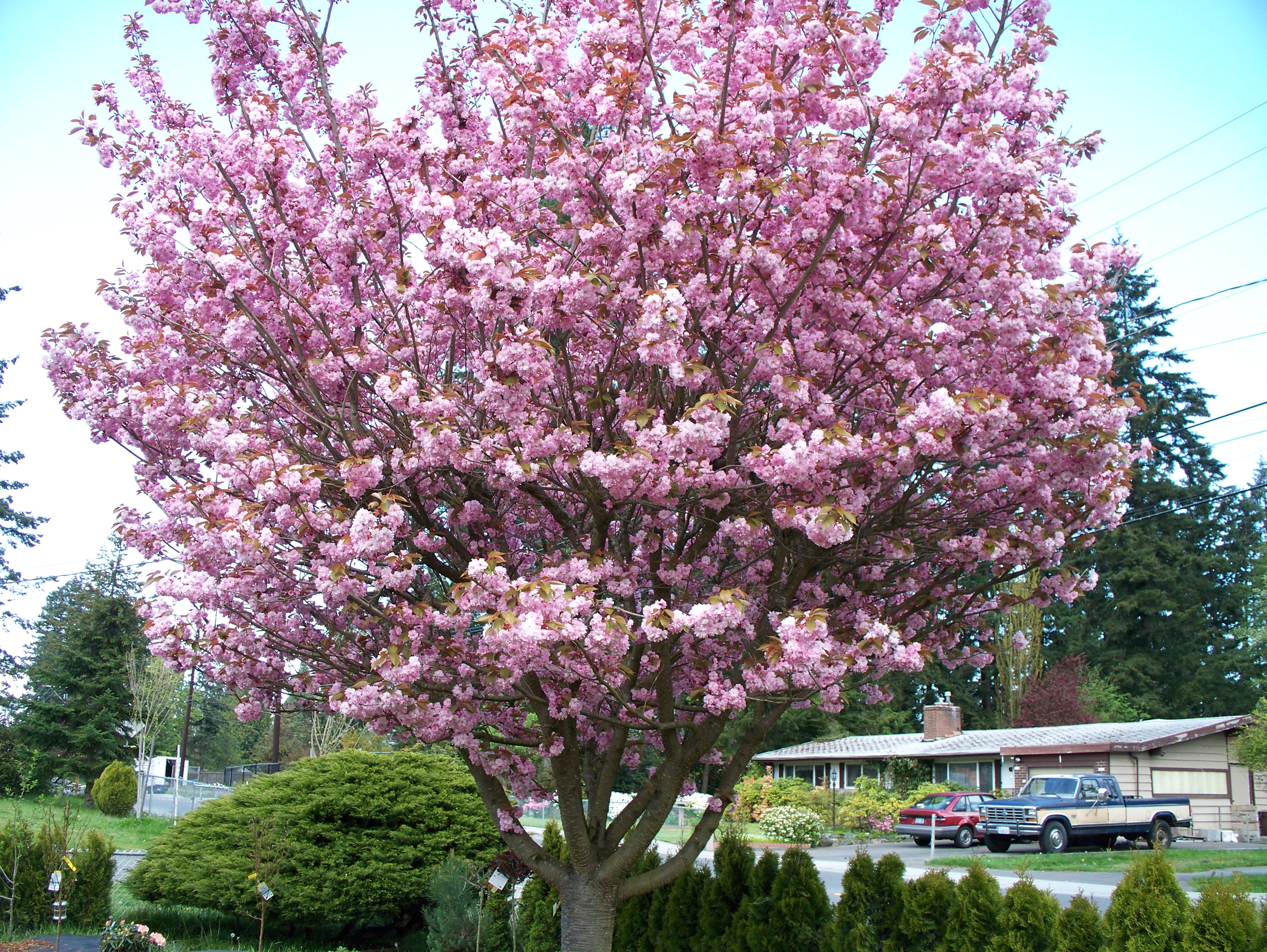 kirschblütenbaum tapete,blume,blühende pflanze,baum,pflanze,frühling