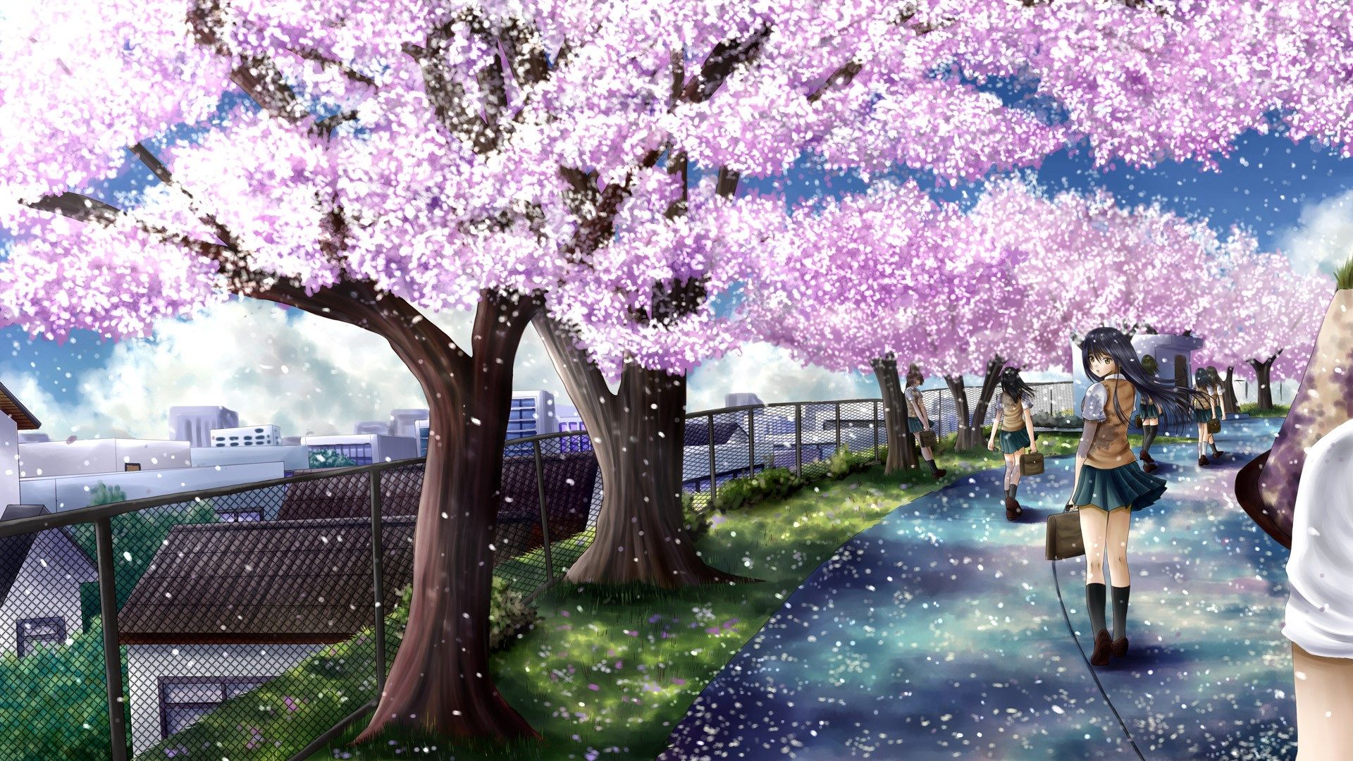 cherry blossom tree wallpaper,flower,spring,tree,blossom,purple