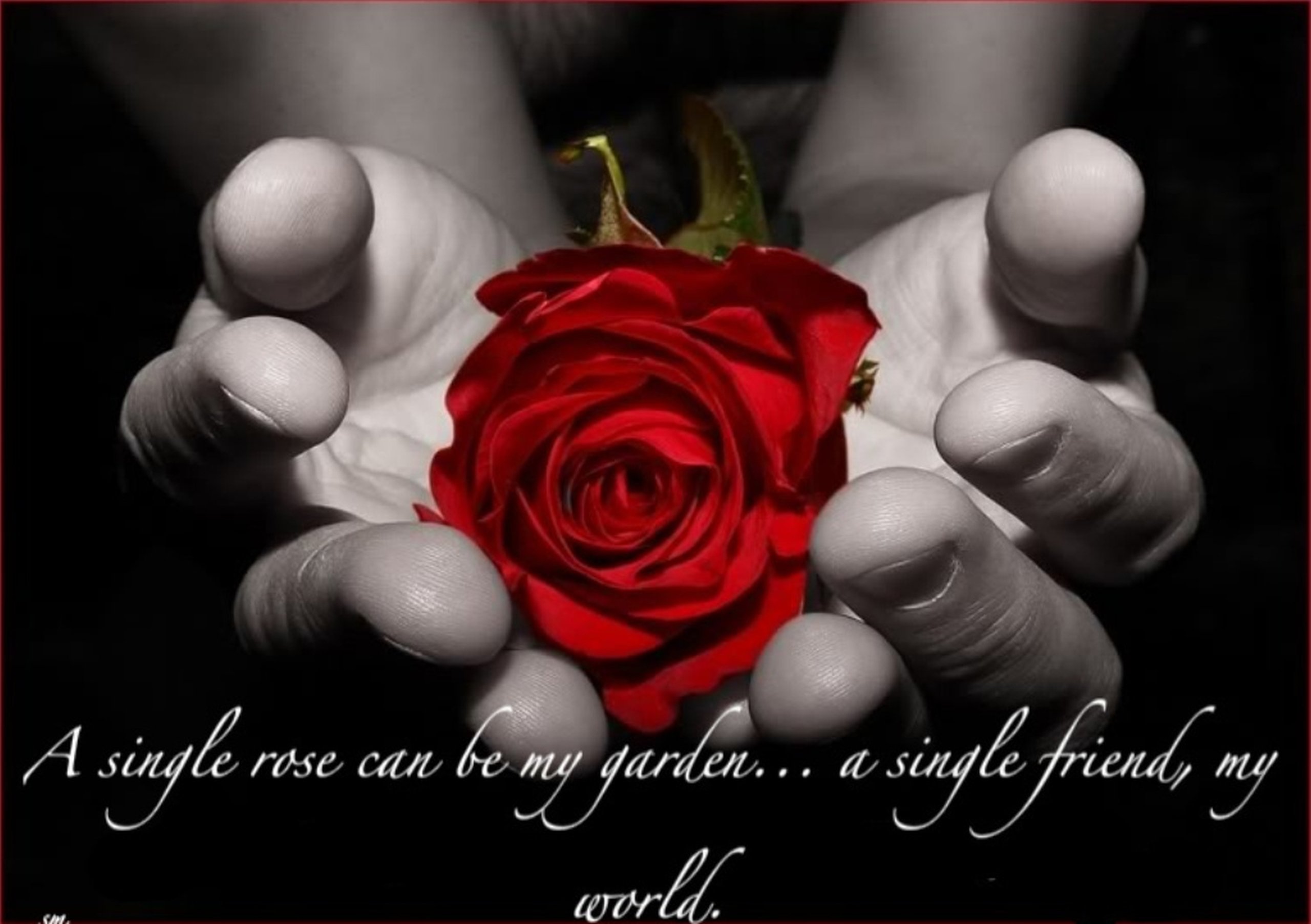 friendship hands wallpapers,garden roses,rose,red,love,flower