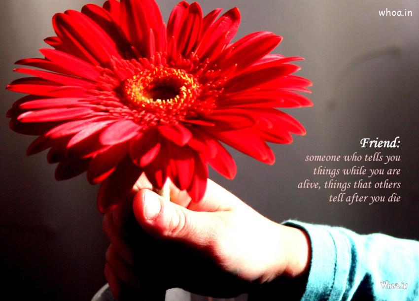 friendship hands wallpapers,barberton daisy,flower,red,gerbera,petal