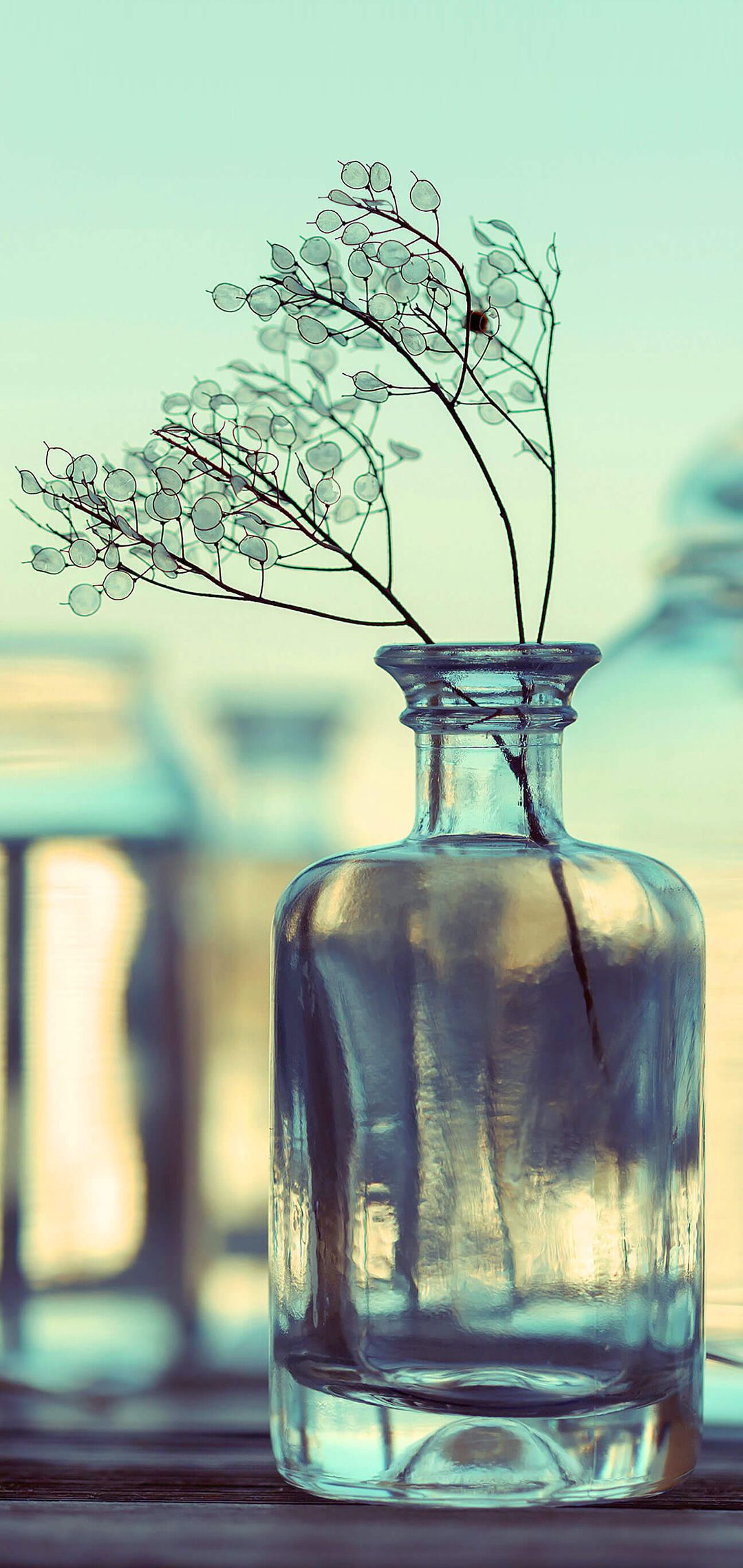 fondo de pantalla del teléfono huawei,botella,botella de vidrio,producto,vaso,árbol