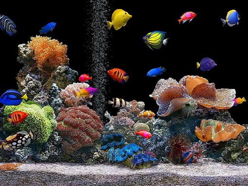 마이크로 맥스 라이브 배경 화면,암초,산호초,돌이 많은 산호초,수족관,해양 생물학