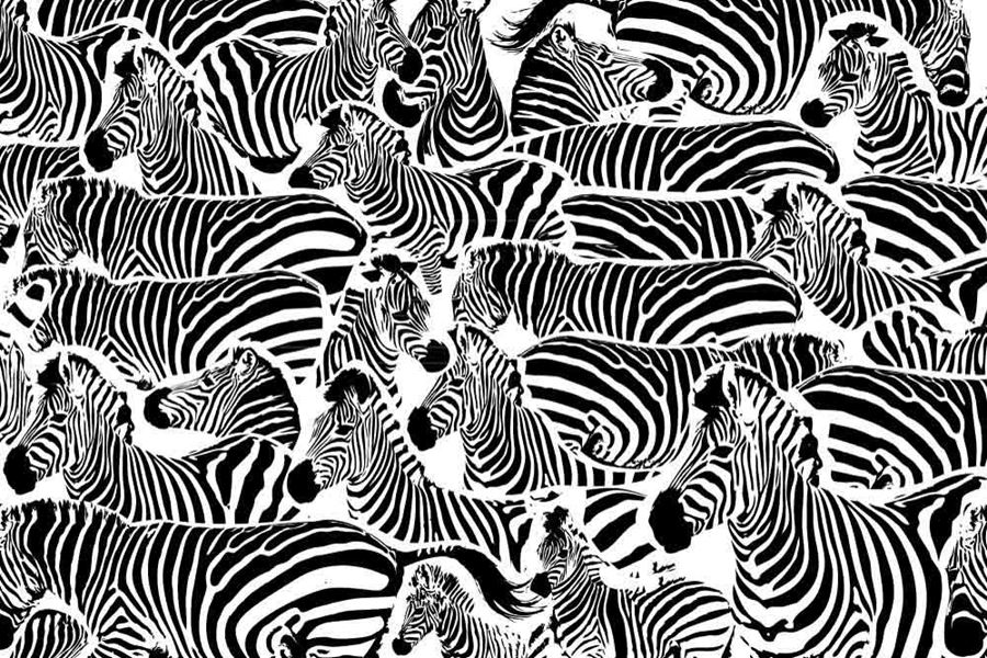 moderne schwarzweiss tapete,muster,einfarbig,schwarz und weiß,zebra,tierwelt