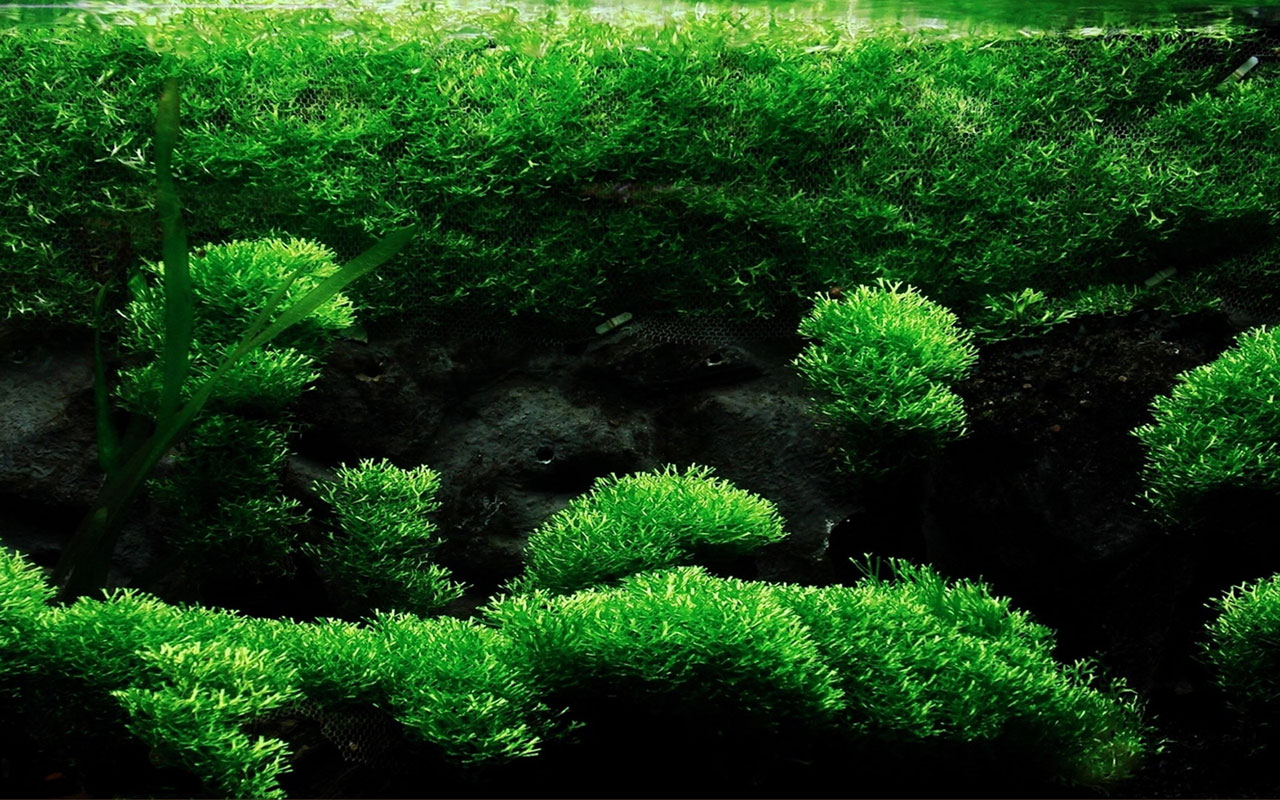 アルカ計画の壁紙,緑,自然,自然の風景,工場,非維管束陸上植物