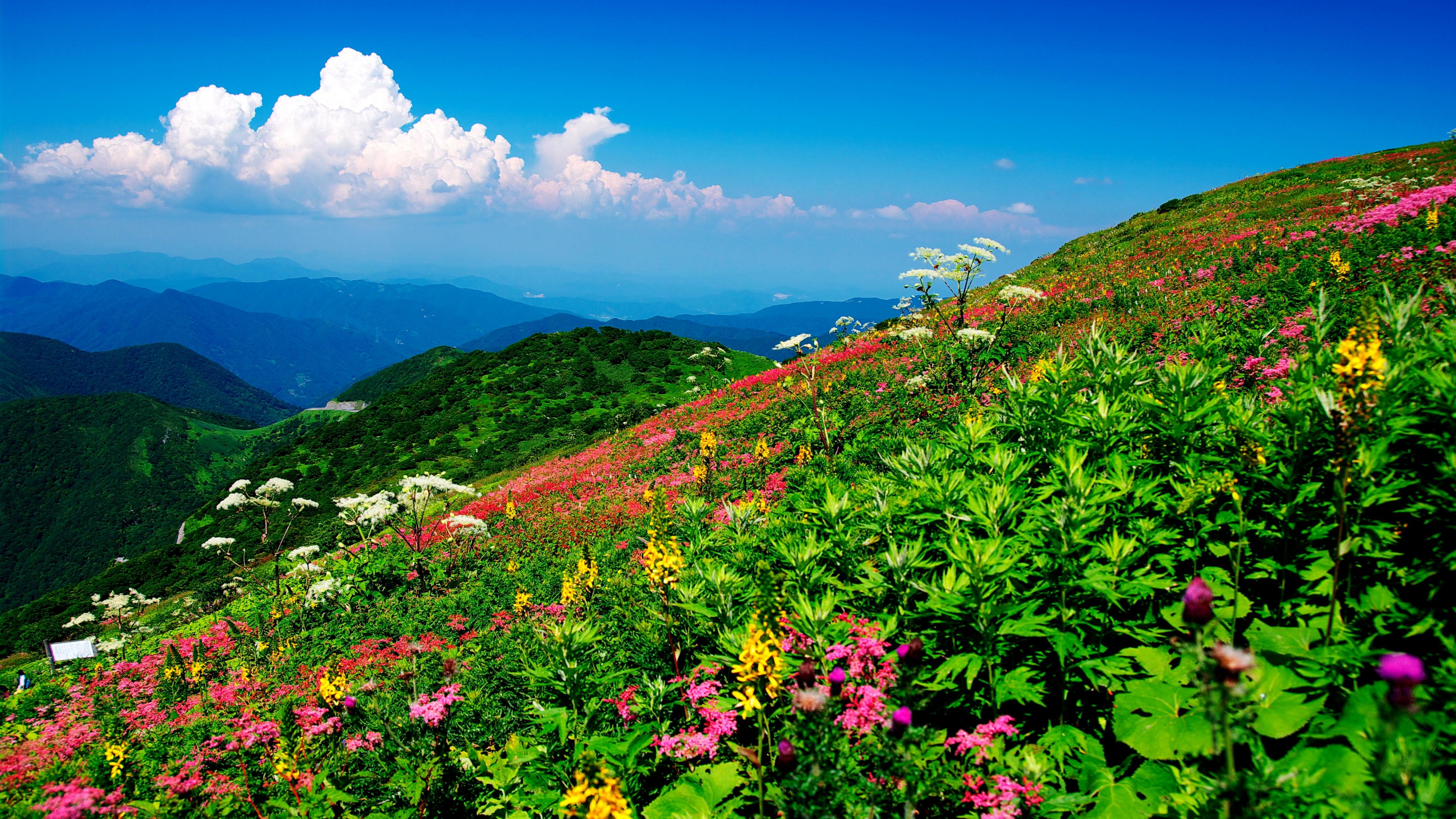 アルカ計画の壁紙,自然の風景,自然,山,空,花