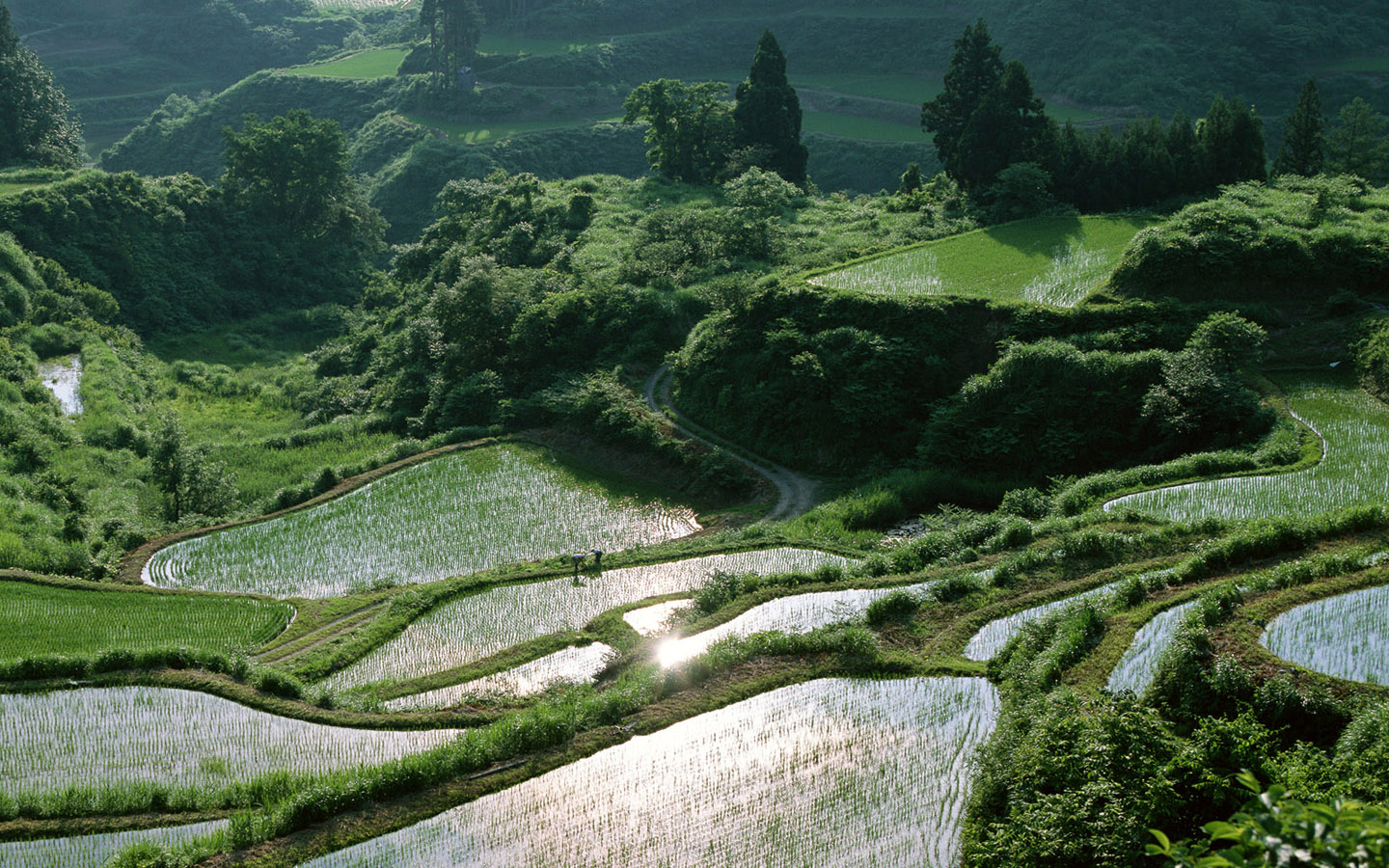 自然のシーンのhdの壁紙,テラス,自然の風景,風景,プランテーション,丘駅