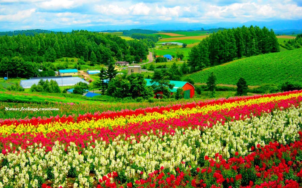 自然のシーンのhdの壁紙,自然,自然の風景,フィールド,花,プランテーション