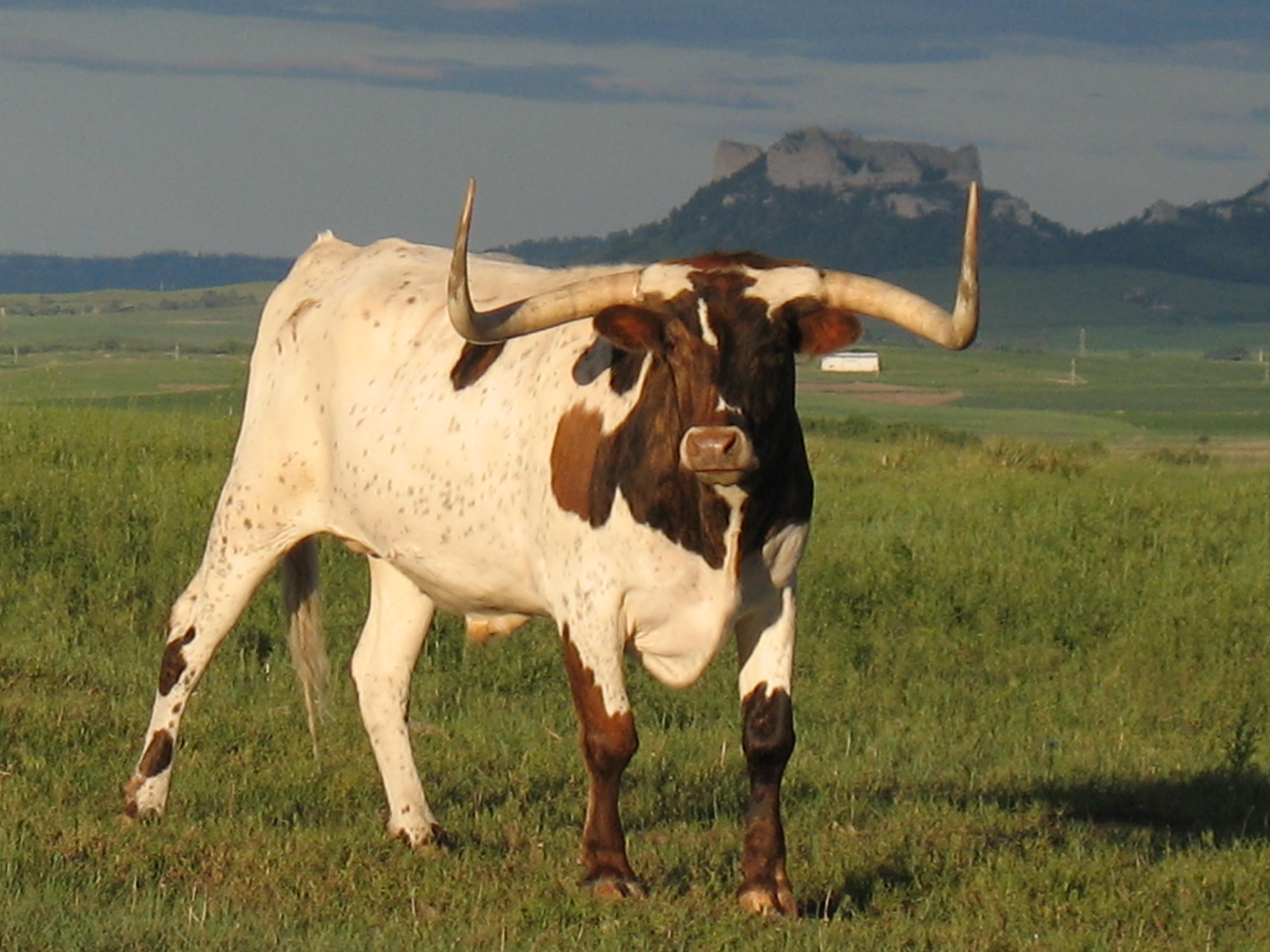 牛の壁紙,乳牛,ホーン,テキサスロングホーン,草原,家畜