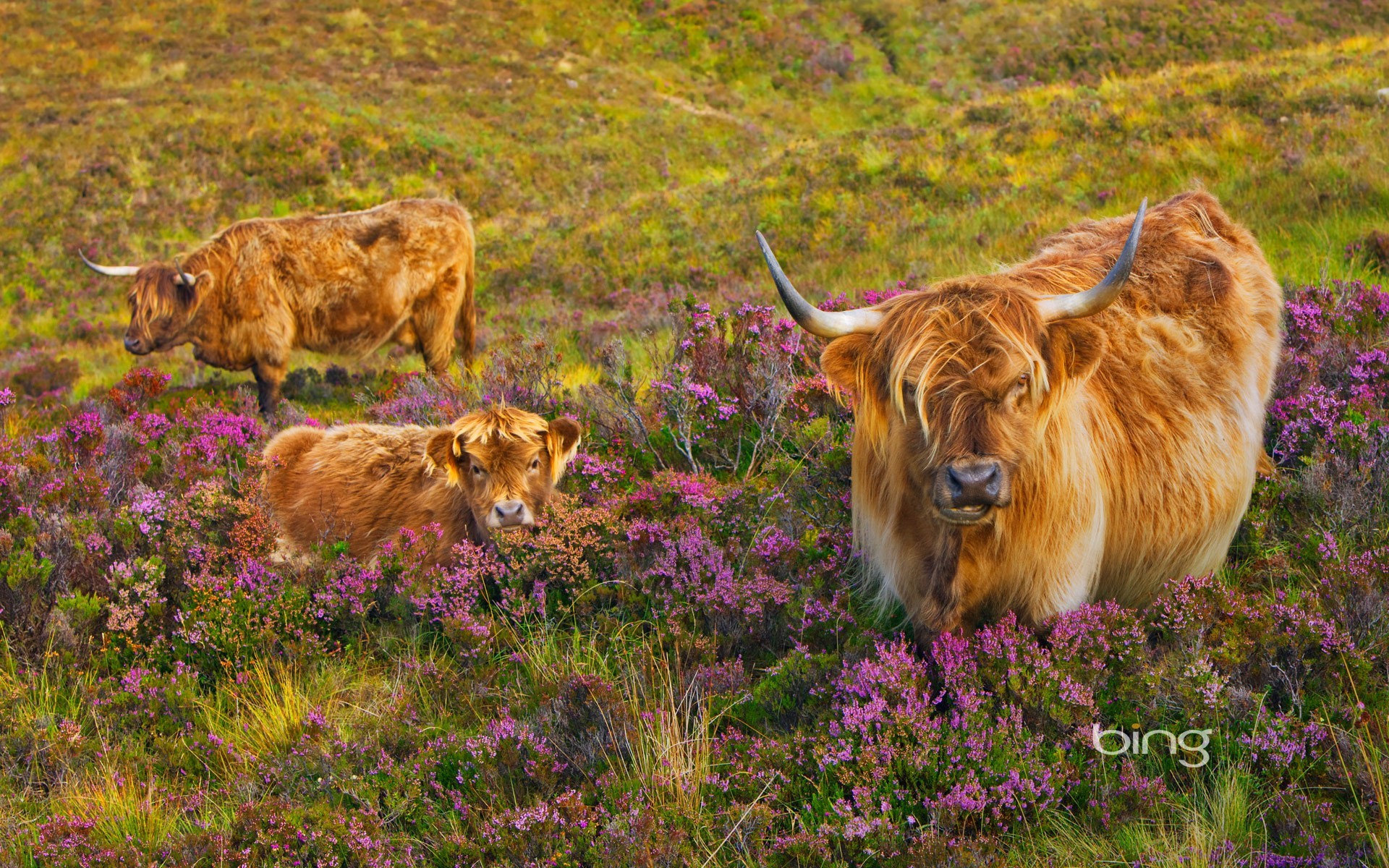 cattle wallpaper,mammal,wildlife,pasture,bovine,natural landscape