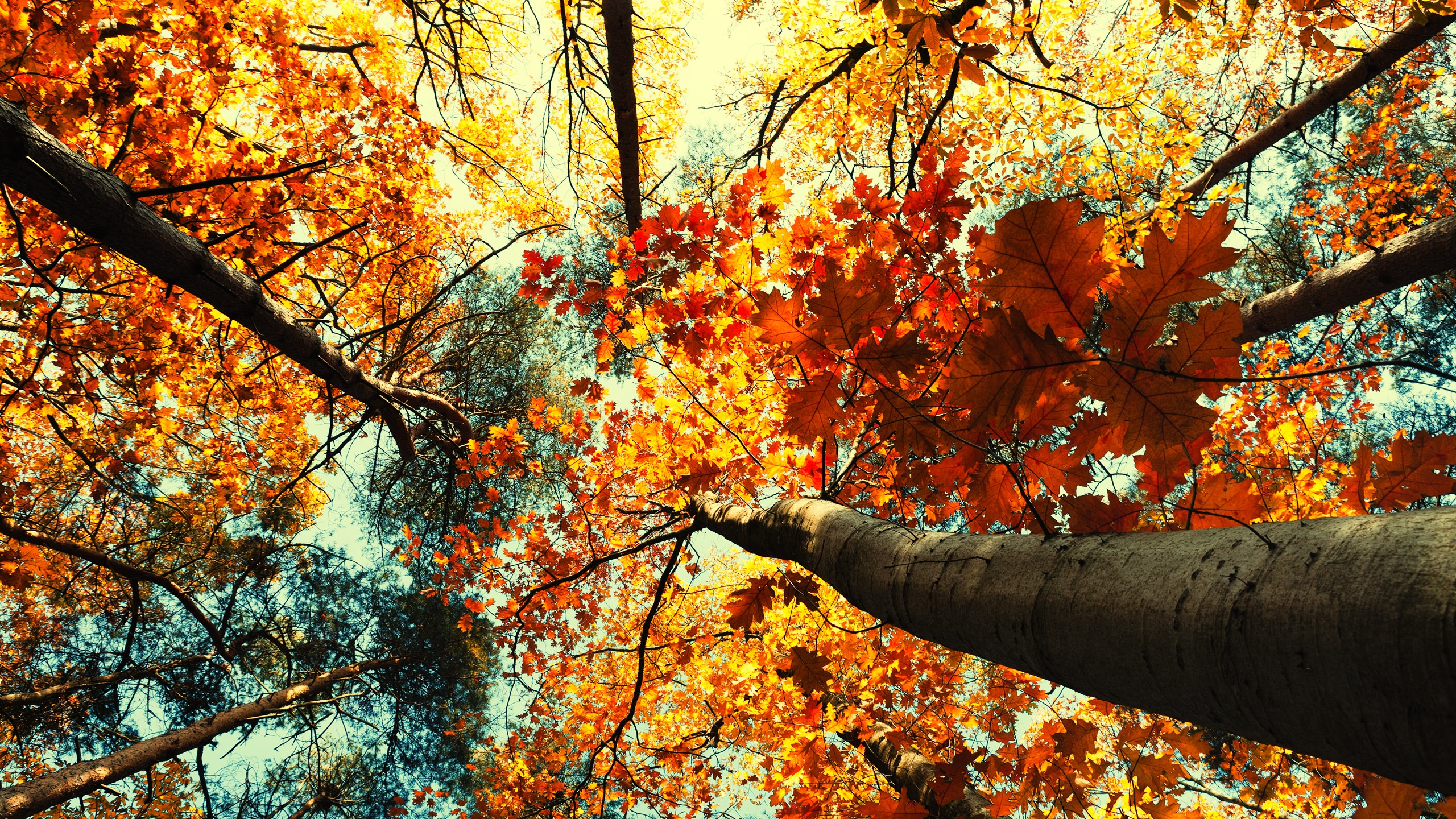 11月の壁紙のhd,木,葉,自然,秋,北方広葉樹林