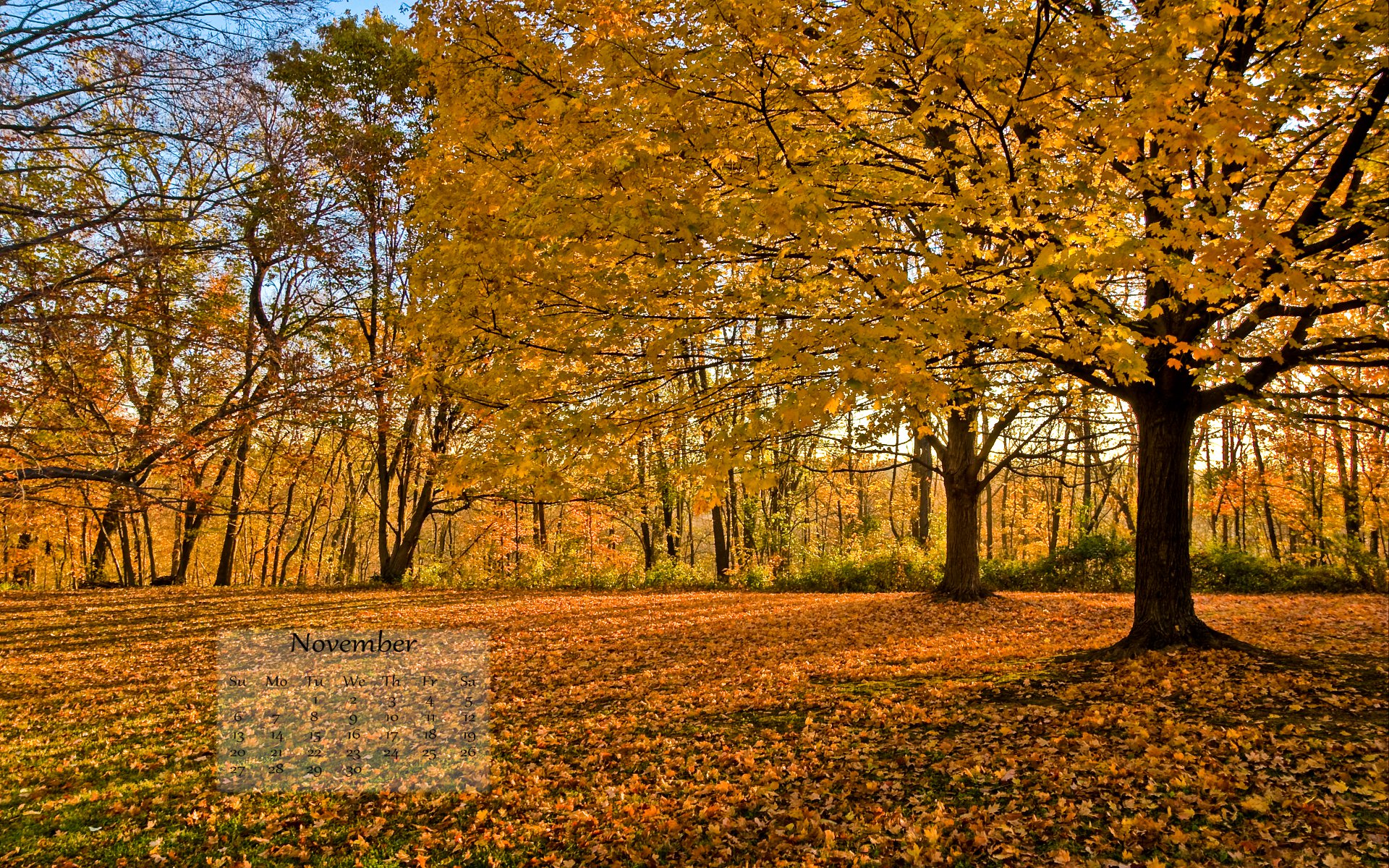 fond d'écran novembre hd,arbre,paysage naturel,feuille,la nature,l'automne