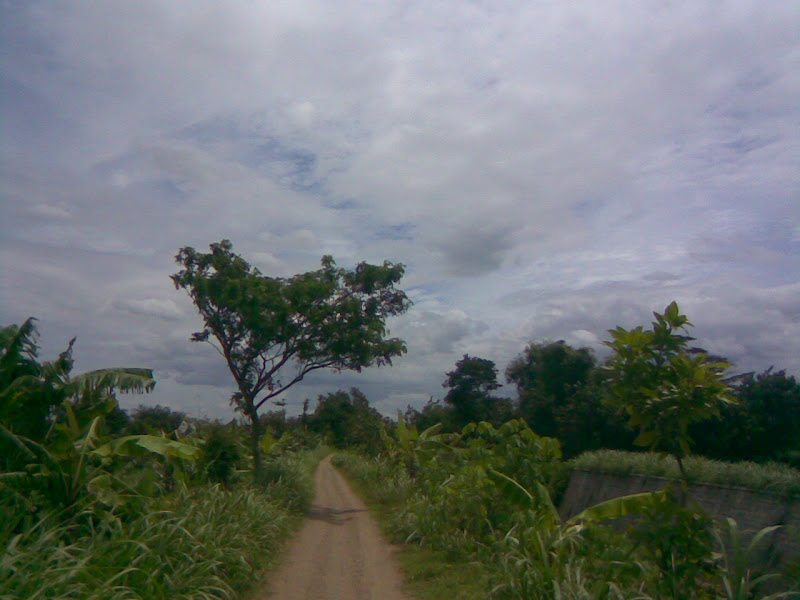 fond d'écran aplikasi bbm,ciel,la nature,nuage,chemin de terre,arbre