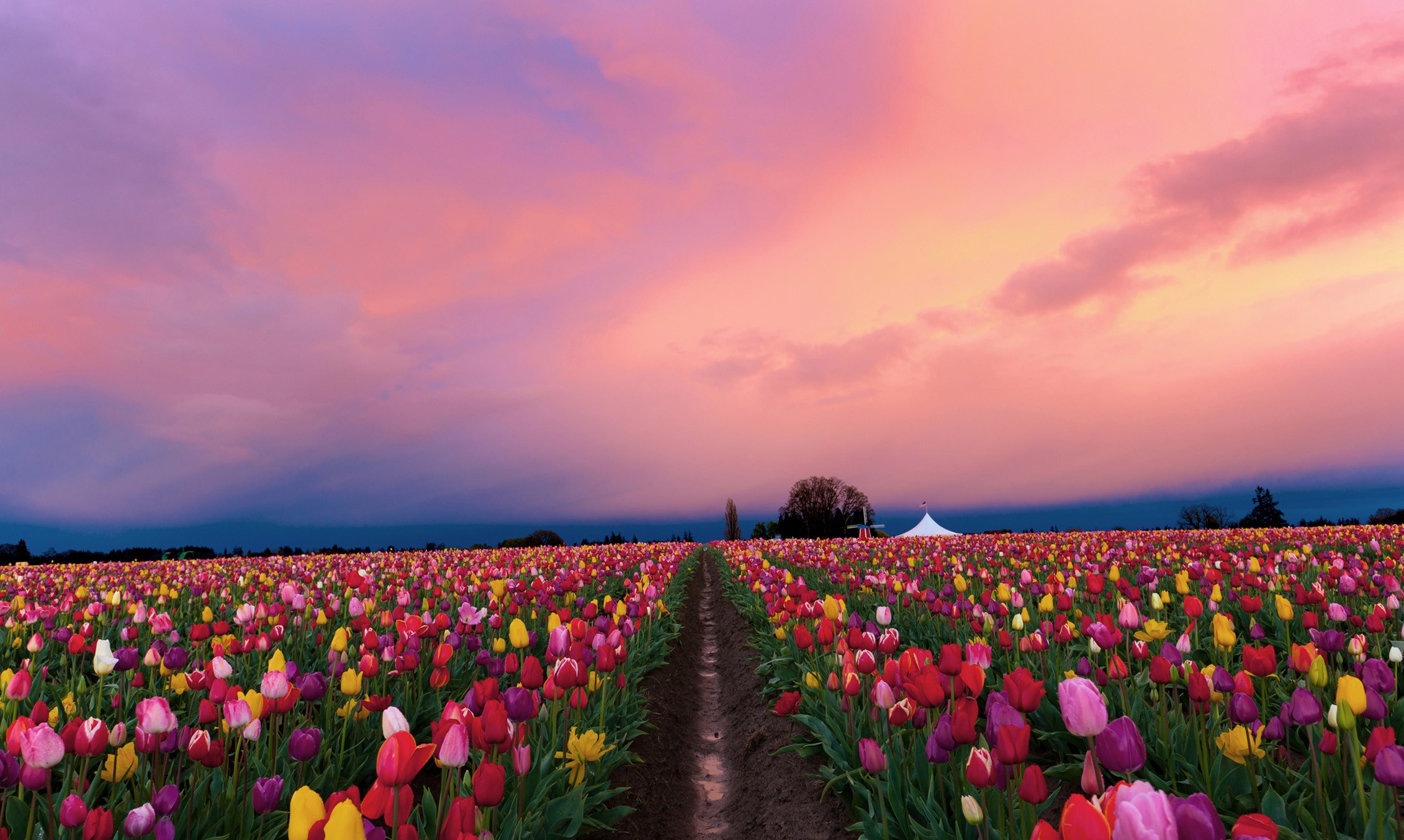 nature wallpaper hd for desktop free download,flower,sky,tulip,plant,natural landscape