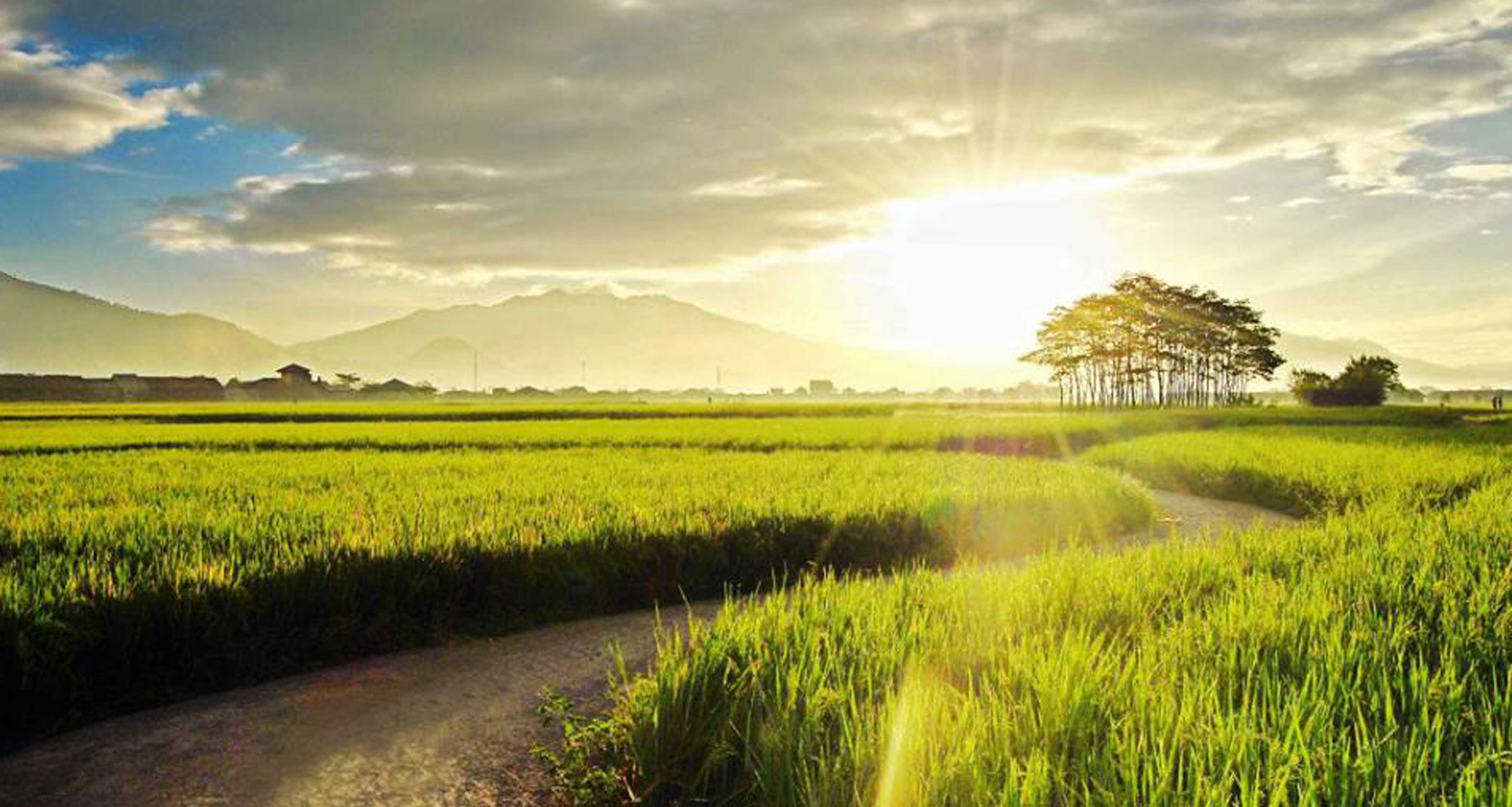 Wallpaper Pemandangan Keren Untuk Laptop Background Sawah Pagi Hari WallpaperUse