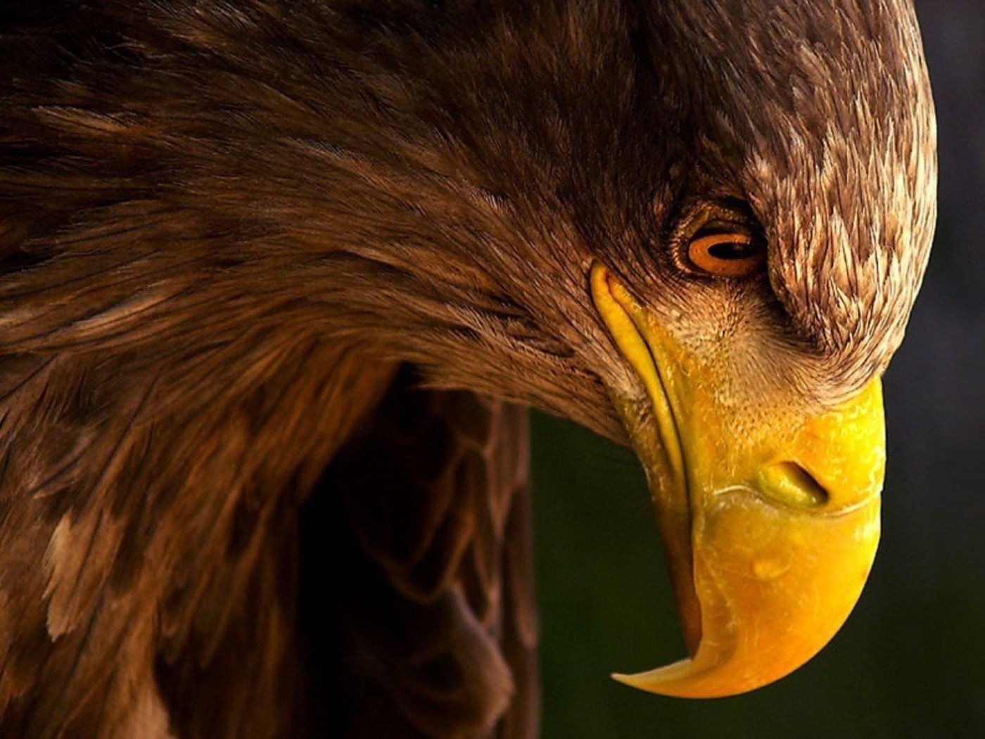 wallpaper sayap,golden eagle,eagle,bird,bird of prey,beak