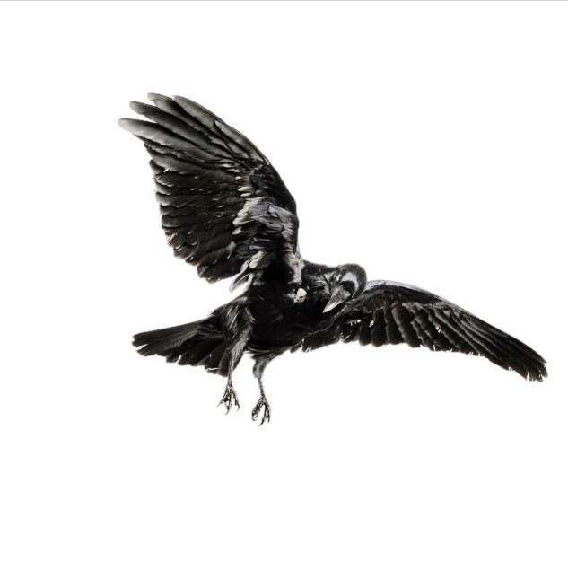 wallpaper sayap,bird,wing,beak,raven,eagle