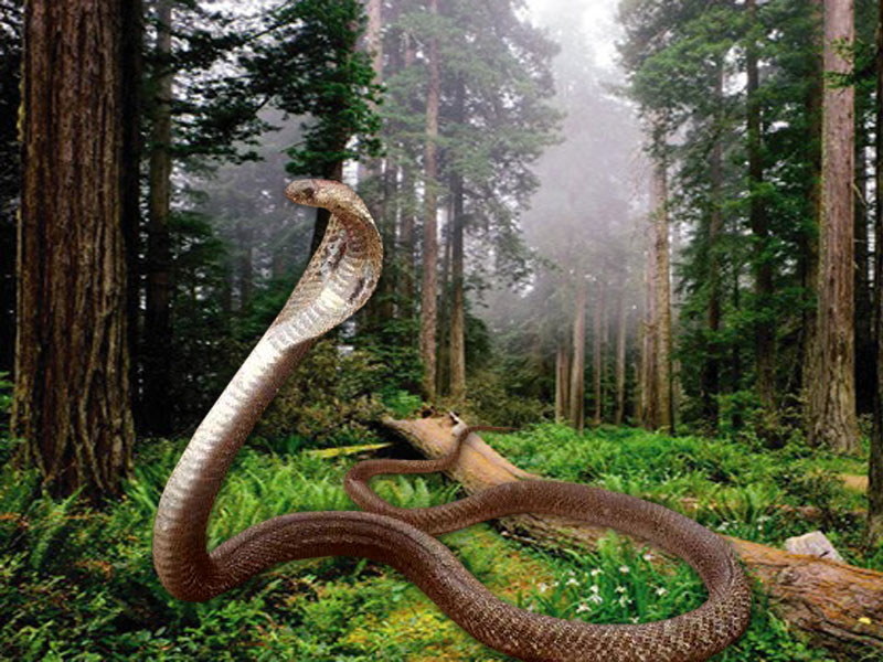 king cobra hd wallpaper download,terrestrial animal,nature reserve,reptile,tree,forest