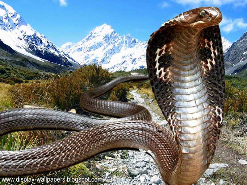 king cobra hd fondos de pantalla descargar,reptil,serpiente,serpiente,animal terrestre,elapidae