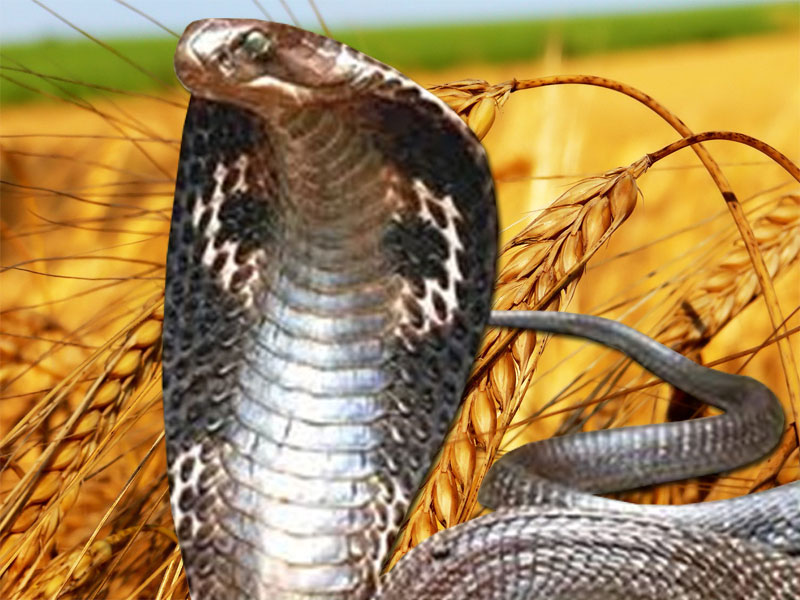 könig cobra hd wallpaper herunterladen,reptil,schlange,königskobra,elapidae,braune schlange