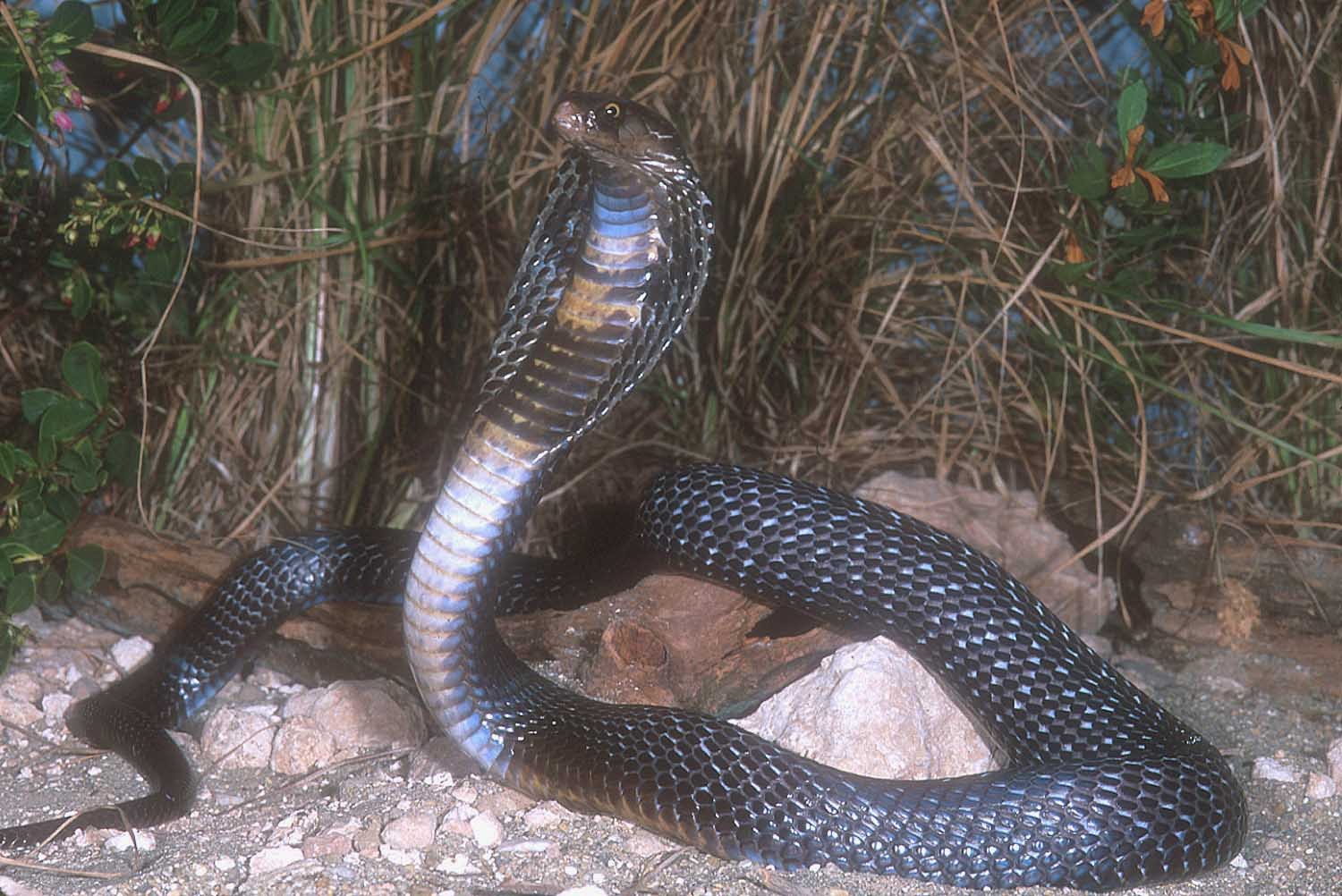 king cobra hd wallpaper download,snake,reptile,serpent,scaled reptile,terrestrial animal