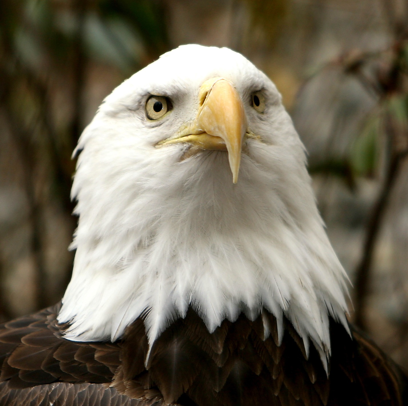 wallpaper elang bergerak,bird,bald eagle,bird of prey,vertebrate,beak